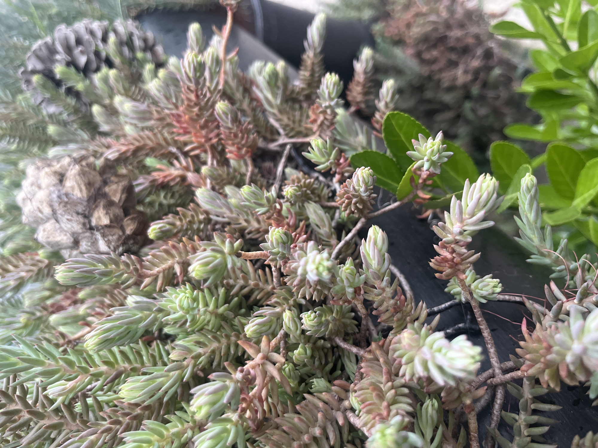 The image shows a close-up view of a succulent plant, possibly Sedum, featuring small, tightly packed leaves in shades of green and reddish-brown. A pine cone is visible in the upper left corner. Some leaves from another plant with broad, green leaves are visible on the right side. The setting appears to be outdoors, with a black container visible in the background. The location is not specified in the image.