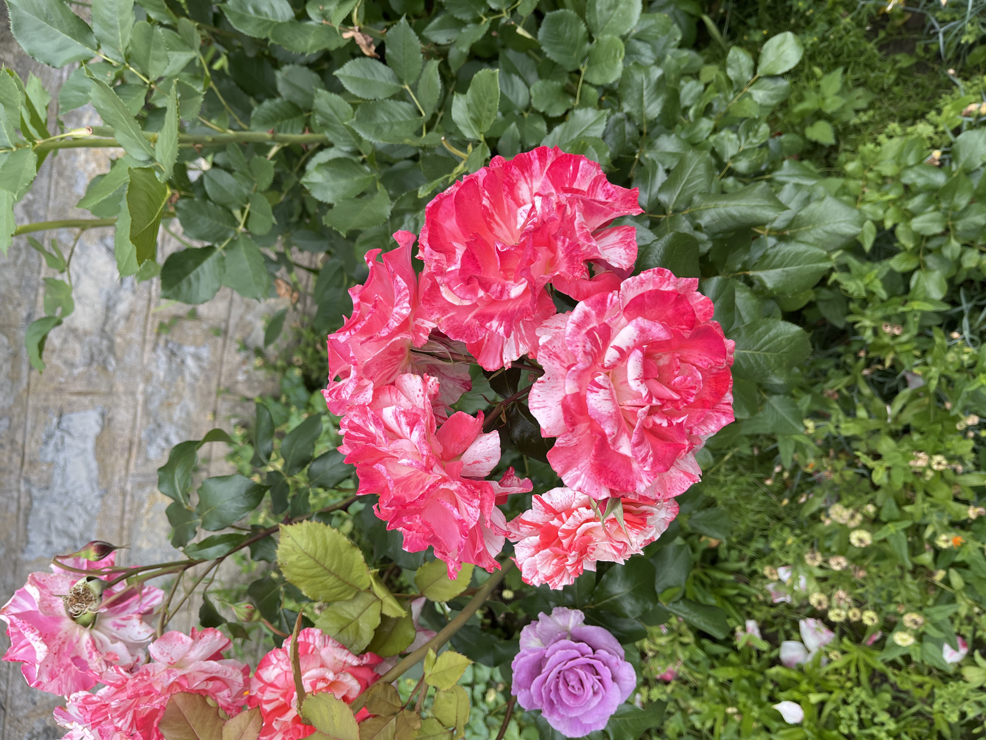 A cluster of vibrant pink and white striped roses is in full bloom, with a single purple rose blooming to the left. The roses are set against a backdrop of lush green foliage and a weathered stone wall. Fallen rose petals and small, budding flowers are scattered on the ground beneath the rose bush. The scene is illuminated by natural light, creating soft shadows and highlighting the textures of the petals and leaves. The image appears to be taken outdoors in a garden setting.