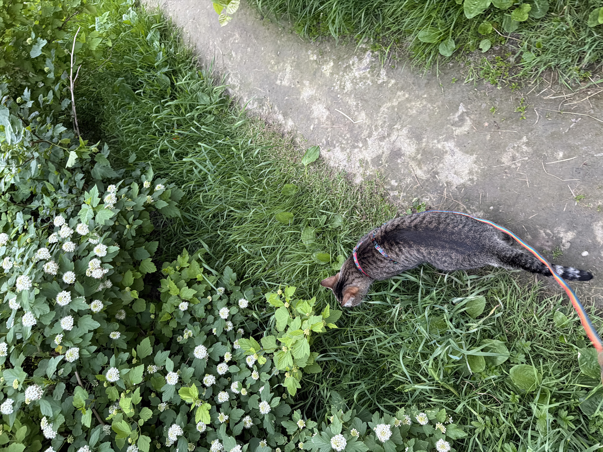 A tabby cat wearing a blue, red, and white striped harness is walking on a dirt path next to a bush with white flowers. The cat is walking away from the camera, towards the right side of the image. The path is surrounded by lush green grass. The scene appears to be outdoors, possibly in a park or garden. There is no information that places this image specifically in Saint Petersburg, Russia.