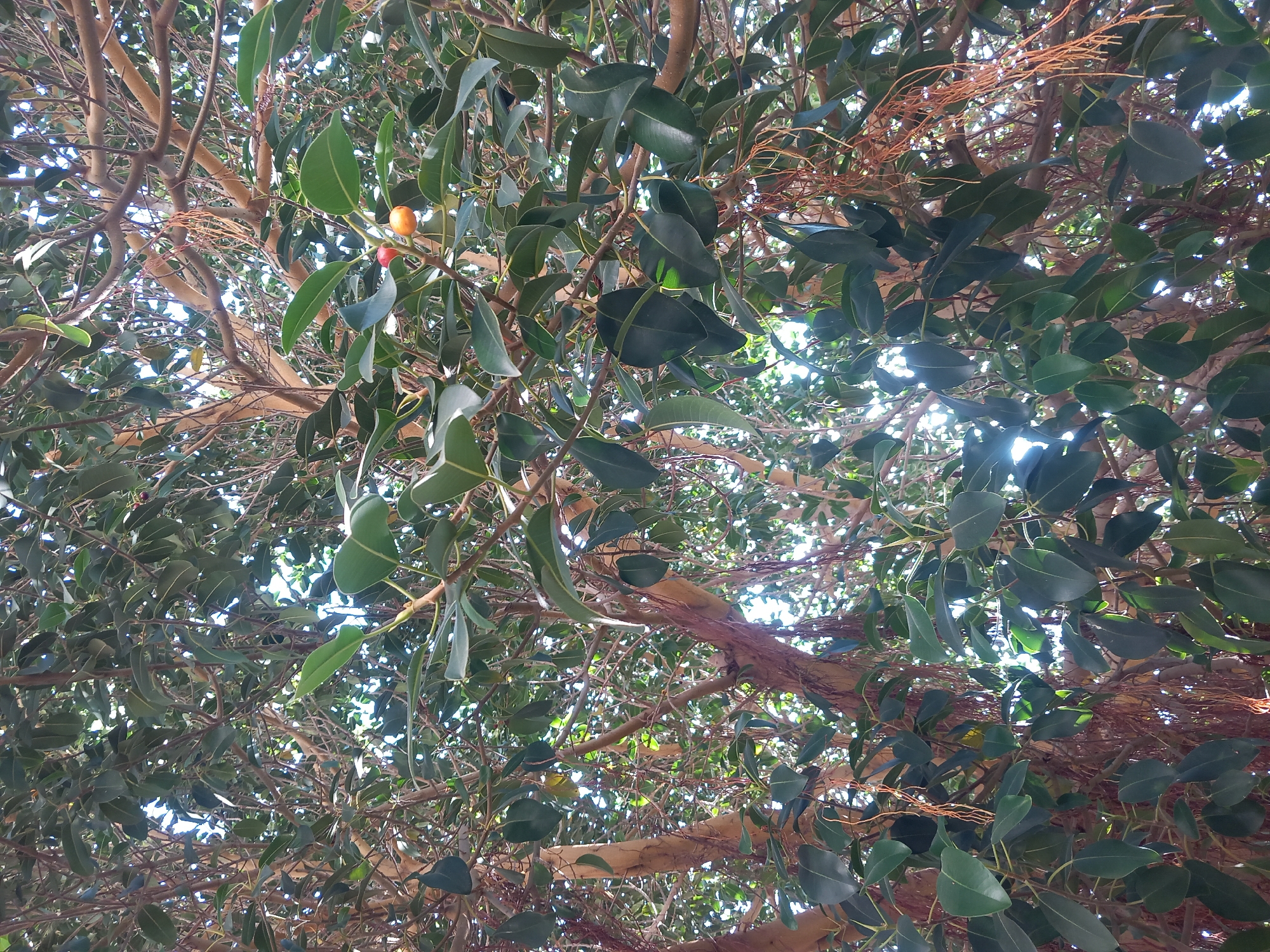 This is a close-up, low-angle shot looking up into the dense canopy of a large tree, possibly a Ficus, in Kos, Greece. The sunlight filters through the leaves and branches, creating bright patches and dappled shadows. The tree has thick, smooth, light-brown branches and numerous dark green, glossy leaves. Several thin, hanging aerial roots are visible. Two small fruits, one red and one orange, are prominent on a branch in the upper right quadrant of the image. The scene is entirely natural, with no people or artificial objects present.