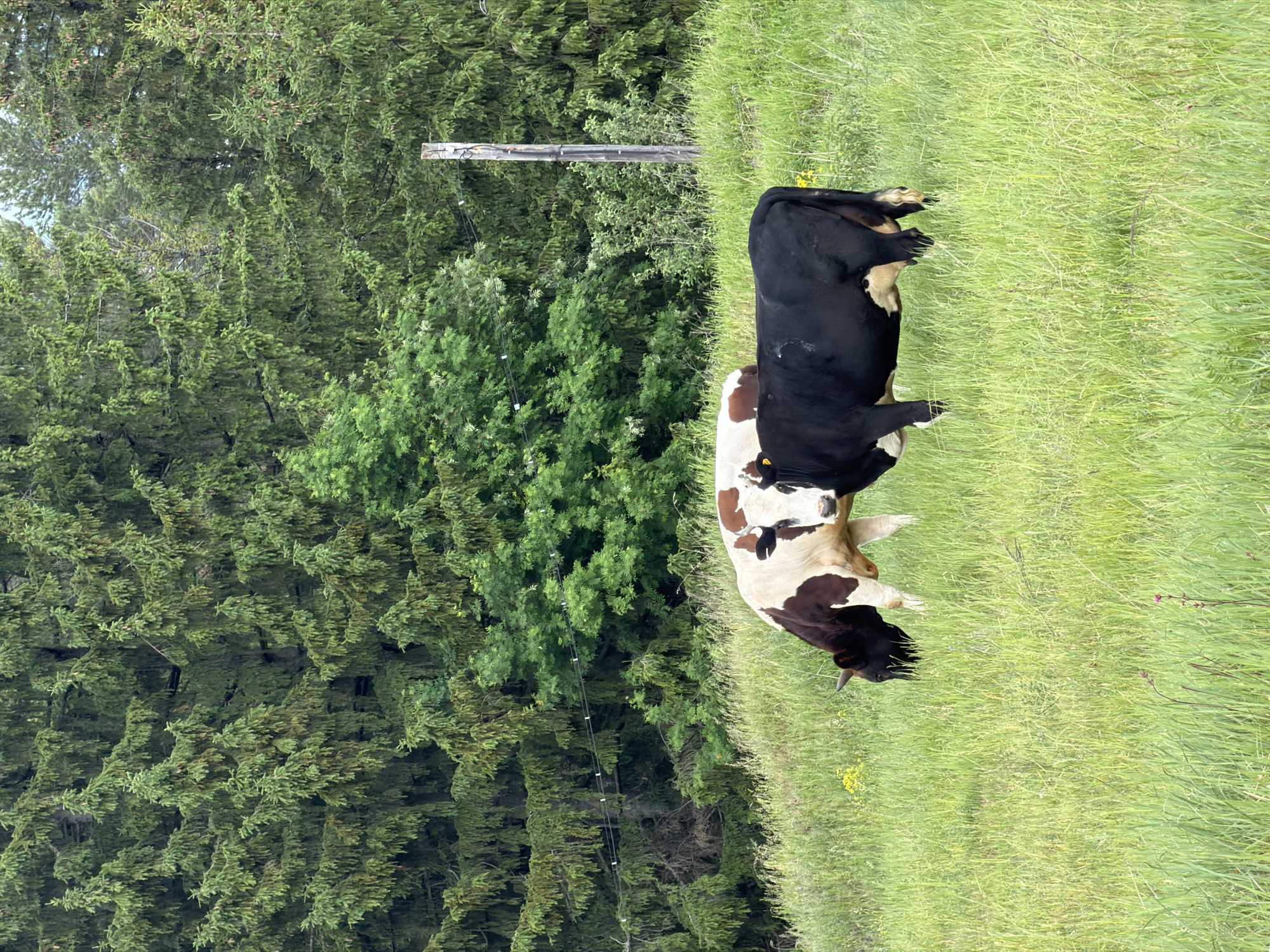 The image depicts a field of long green grass, with a dense forest to the left. Two cows are standing in the field. One is black and white, while the other appears to be mostly black. The scene is presumably in the area of Ольховка, Russia, based on the instructions. A utility pole is visible within the forest.