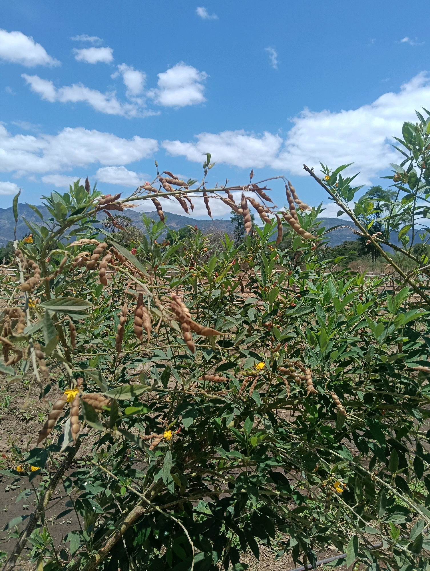 The image depicts a close-up view of a field of plants with brown seed pods, likely a legume crop, under a bright blue sky with scattered white clouds. The plants have green leaves and some small yellow flowers. In the background, rolling hills are visible, suggesting a rural or agricultural setting. The ground appears to be dry soil. The location is identified as Mutitu/Kaliku ward, Kenya. There are no people or animals visible in the image. The overall scene is one of agricultural cultivation in a natural environment.
