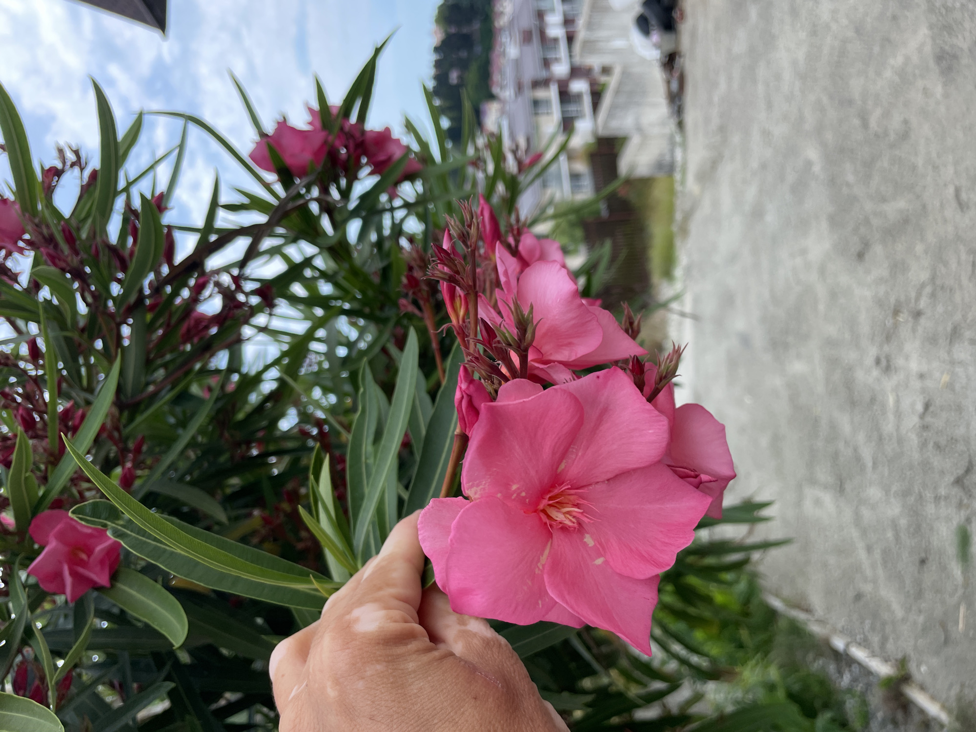 A close-up shot focuses on a cluster of bright pink oleander flowers, their petals unfurling against a backdrop of lush green foliage. In the foreground, a hand with visible vitiligo gently touches one of the blooms. The scene appears to be outdoors, with a blurred view of residential buildings nestled on a hillside in the background. The path leading away from the flowers is paved with grey concrete. The sky above is a muted blue, dotted with scattered clouds. This scene is located in Sochi, Russia, a city known for its subtropical climate and proximity to the Black Sea, which supports the growth of plants like oleander.