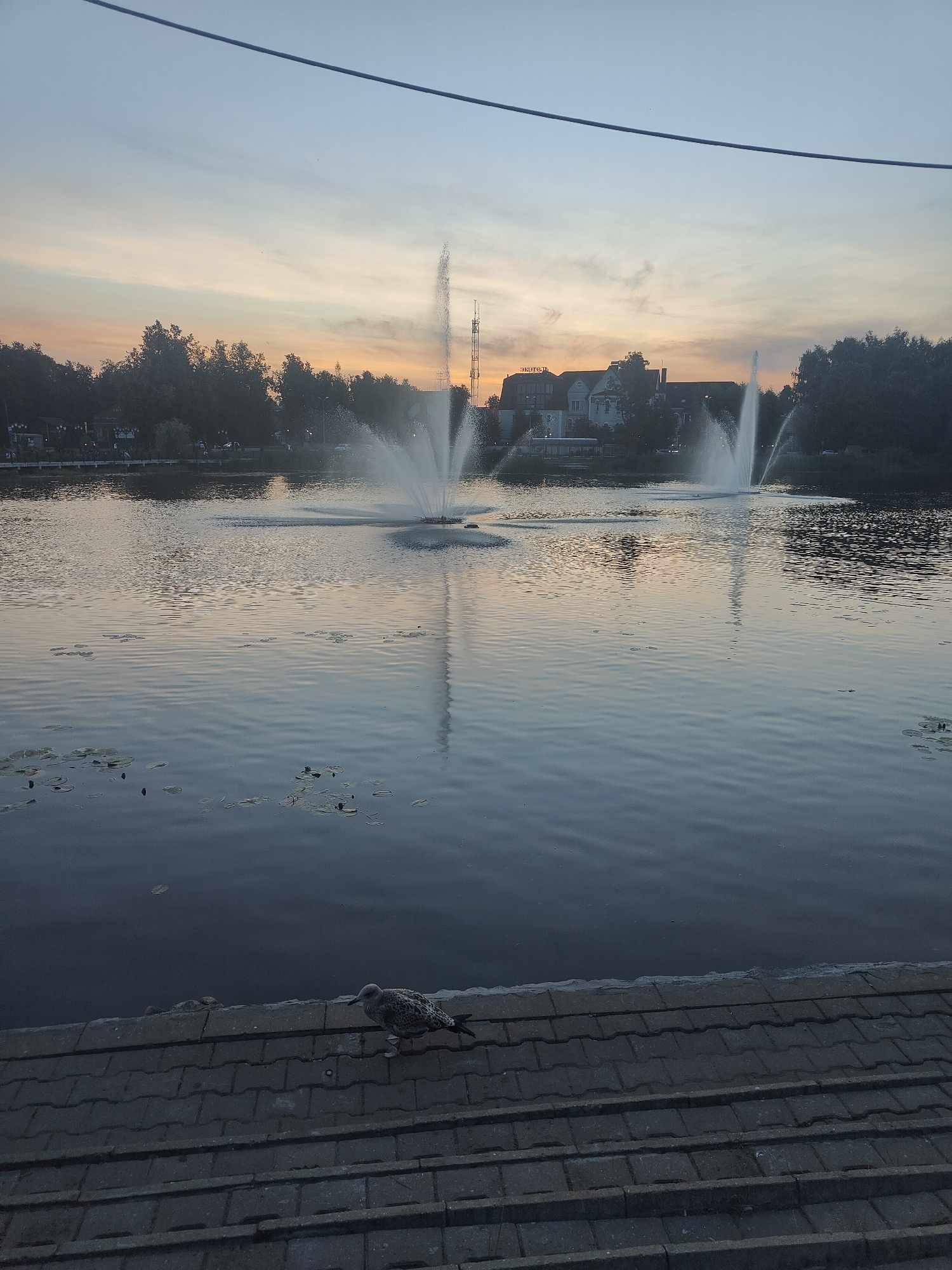 A serene lake scene unfolds at dusk, bathed in the soft glow of an orange and pink sunset. Two fountains actively spray water into the tranquil lake, their plumes catching the fading light. The water's surface is calm, reflecting the sky and the surrounding trees. Lily pads dot the water, adding a touch of natural beauty. On the paved edge of the lake, a single seagull stands, looking towards the water. In the background, a line of trees forms a dark silhouette against the horizon, with buildings and a cell tower visible amongst them. The sky transitions from a pale blue at the top to the warmer hues of sunset near the horizon. A dark wire stretches across the upper portion of the image.
