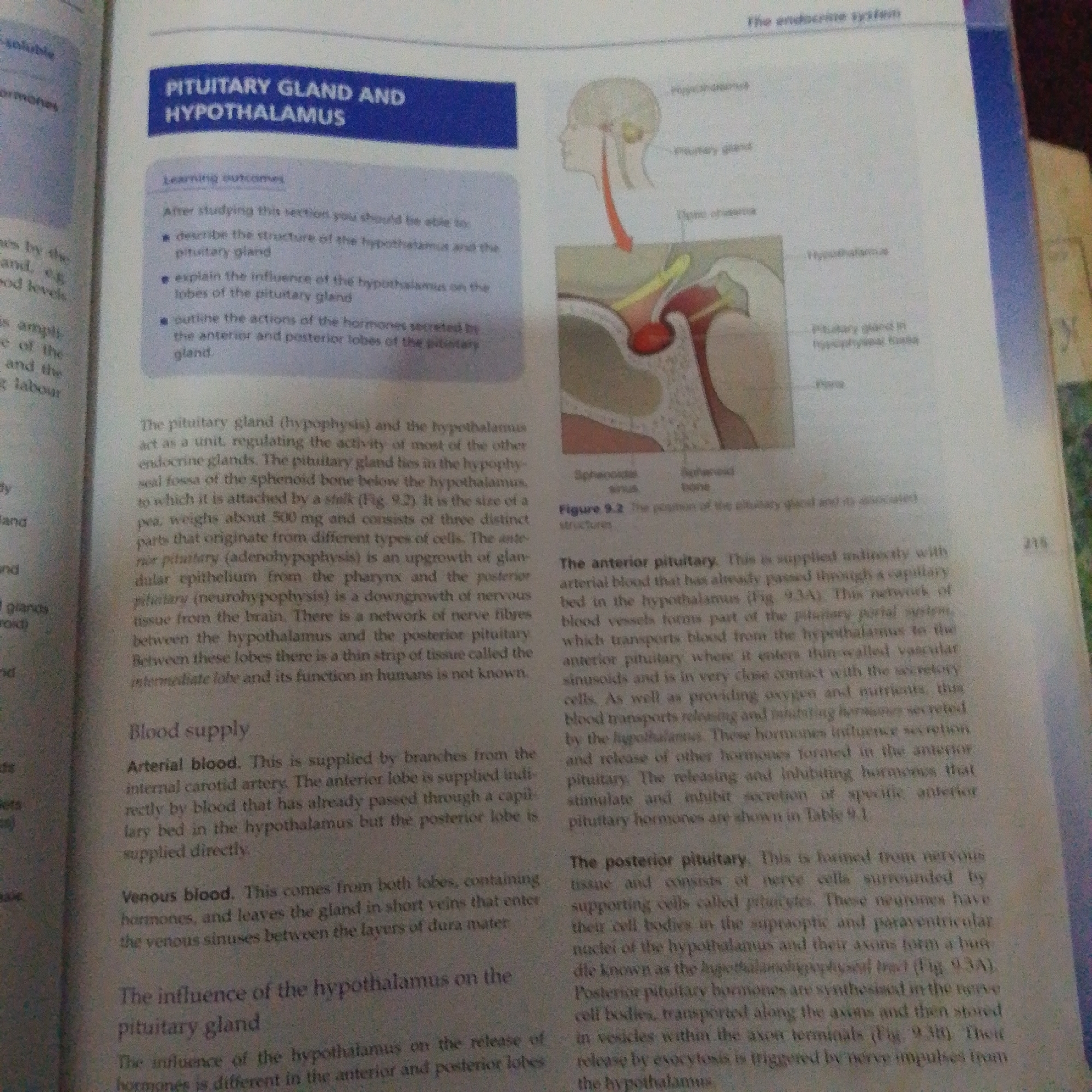 The media file shows a page from a biology textbook. The main subject is a diagram illustrating the pituitary gland and hypothalamus, with accompanying text. The diagram depicts a sagittal view of the human head, highlighting these endocrine glands and their connection. Text labels in the diagram include "Hypothalamus," "Pituitary gland," "Optic chiasma," "Sphenoid sinus," and "Sphenoid bone." Additionally, the text discusses the structure, blood supply, and hormonal influence of the pituitary gland and hypothalamus.
The text is organized into sections with headings such as "PITUITARY GLAND AND HYPOTHALAMUS," "Learning outcomes," "The pituitary gland (hypophysis) and the hypothalamus," "Blood supply" (further divided into "Arterial blood" and "Venous blood"), and "The influence of the hypothalamus on the pituitary gland," with sub-sections for "The anterior pituitary" and "The posterior pituitary." The content appears to be educational, aimed at explaining the functions of these endocrine organs. There are also references to figures (Fig. 9.2, Fig. 9.3A, Fig. 9.3B) and a table (Table 9.1), suggesting this is part of a larger chapter or lesson. A page number, "215," is visible on the right side of the page. The overall setting is that of a printed book, with clear text and diagrams. There are no people, weather, or time of day indicators visible, as the focus is on the educational content of the textbook page.