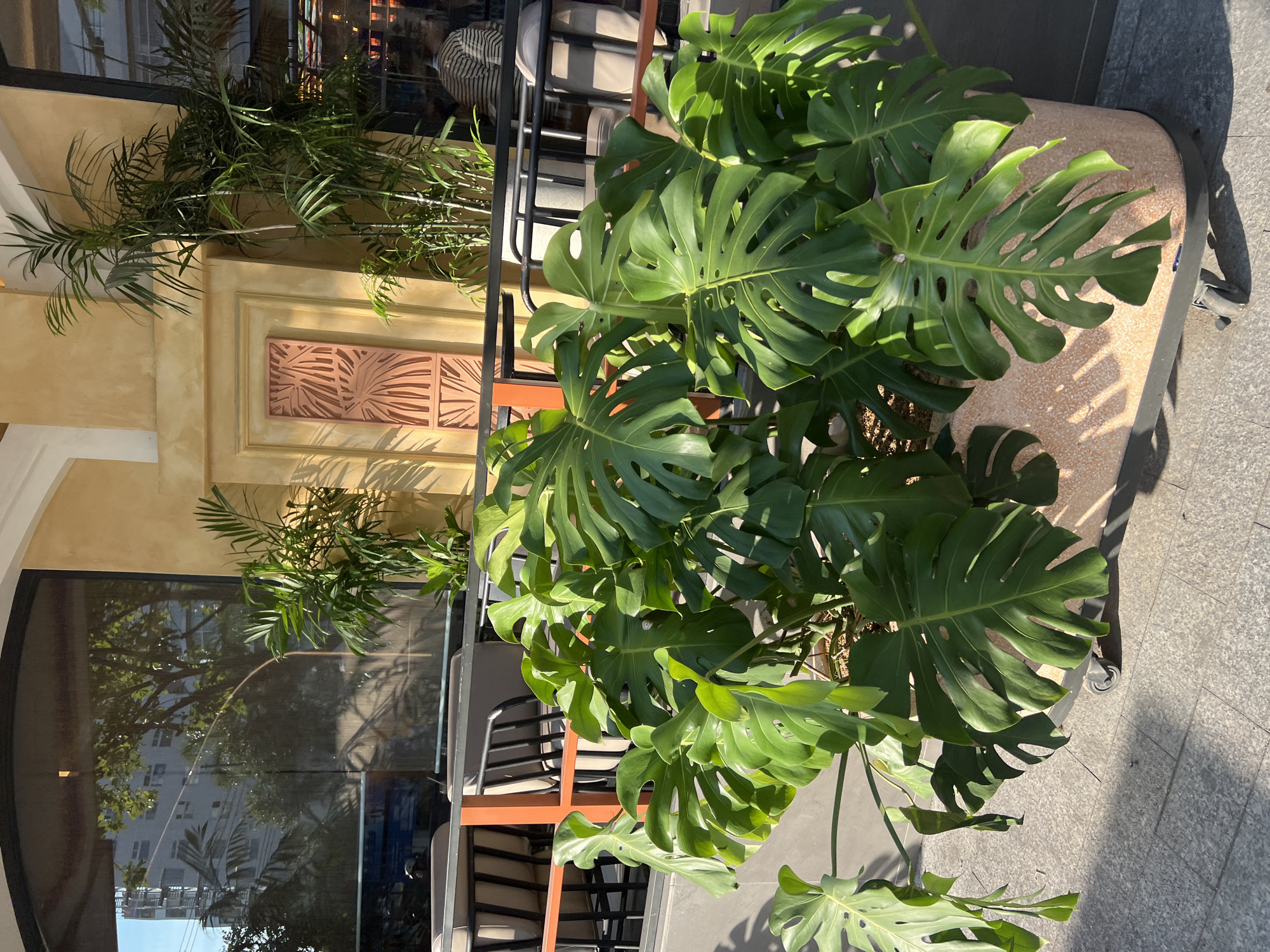 A medium shot shows a large Monstera plant in a pot outside a restaurant in Nha Trang, Vietnam. The plant, with its signature split leaves, dominates the right side of the frame. Behind it, there are additional potted plants with finer leaves. The restaurant facade has an ornate plaster design and large window reflecting the city. Tables and chairs are seen in the background, suggesting an outdoor seating area. The scene is lit by bright daylight.