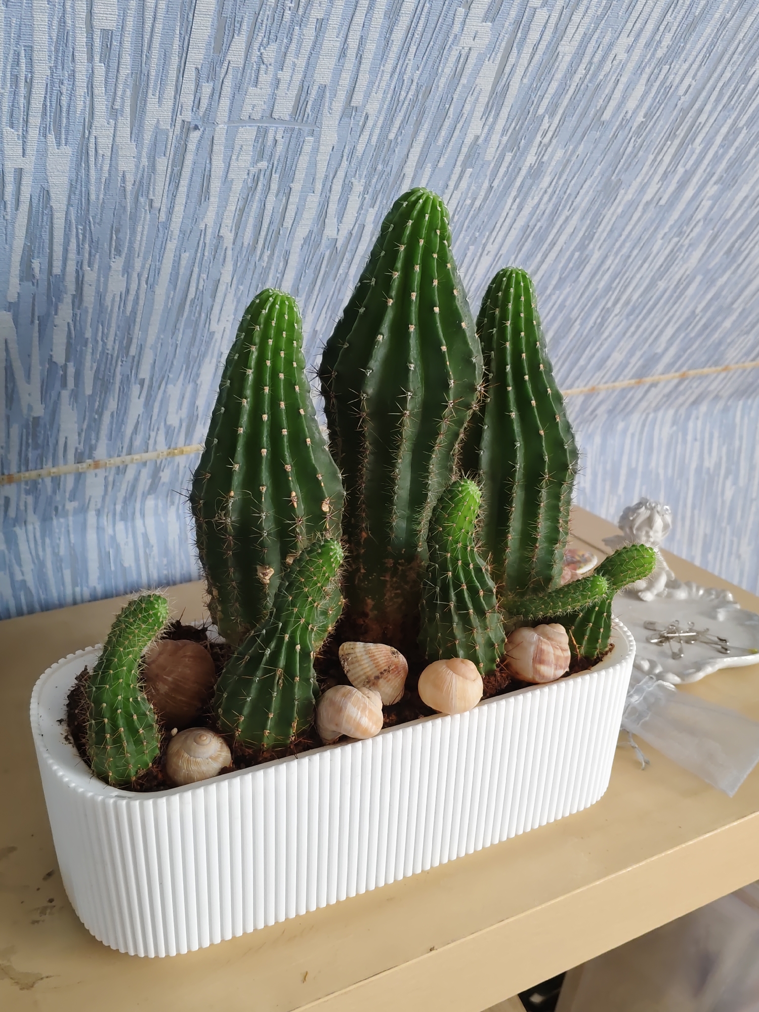 A group of cacti in a white oblong planter sits on a light brown shelf against a blue and white textured wall. The planter contains several cacti of varying heights, some with smaller offshoots. The soil is decorated with several seashells and snail shells. To the right of the planter, on the shelf, is a small white decorative angel figurine and a small white drawstring bag. The lighting appears to be from above, casting soft shadows. The image appears to have been taken indoors in Rostov-on-Don, Russia.
