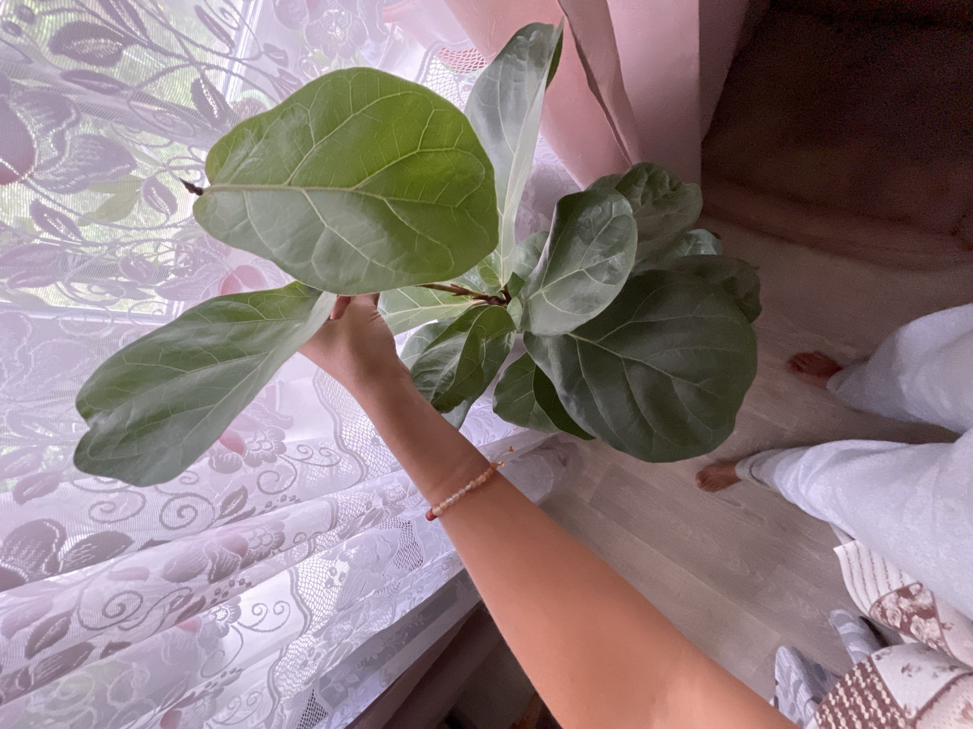 In an indoor setting, possibly a residential room in Zheleznogorsk, Russia, a person is holding a large potted plant with broad, green leaves. The plant is positioned in front of a window draped with sheer white curtains featuring floral patterns. The person's arm, adorned with a beaded bracelet, is visible holding the plant. Below, their legs are clad in light-colored pants, and their bare feet are visible on a light-colored wooden floor. The background shows glimpses of the outside through the curtains, and a pink surface, possibly furniture, is to the right. The scene suggests a domestic environment with natural light filtering in.