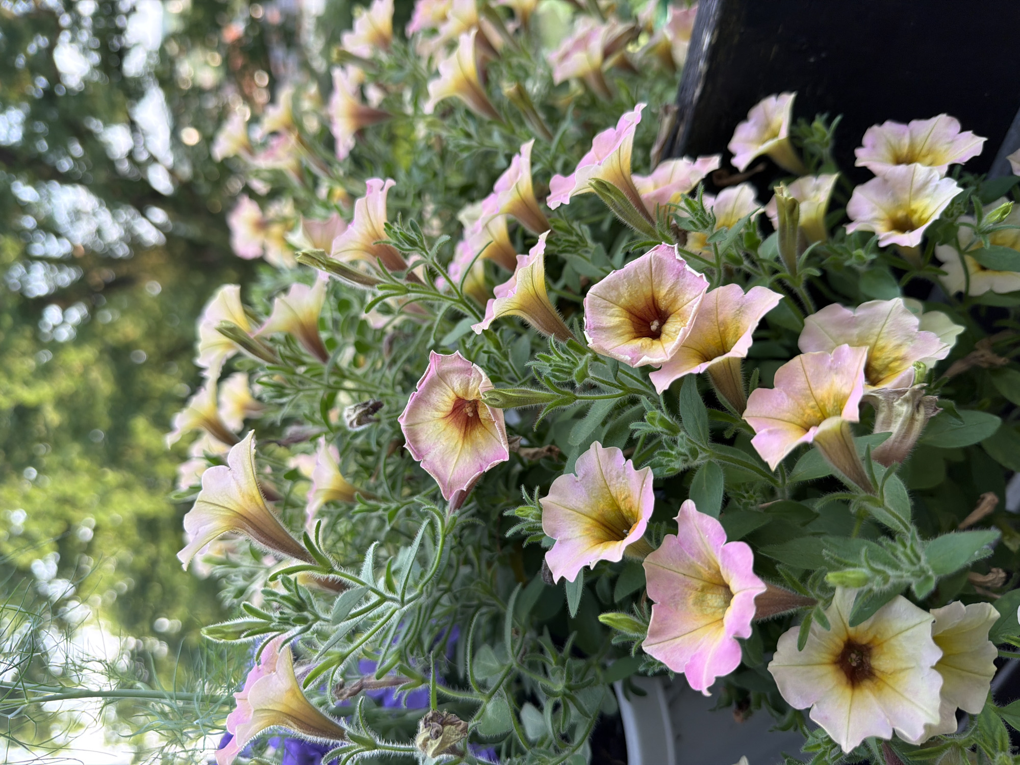 The image shows a close-up view of a planter filled with light pink and yellow petunia flowers. The flowers have trumpet-shaped blooms with ruffled edges and a darker, reddish-brown center. The petals are delicate and slightly translucent, with a soft, velvety texture. The leaves are green, with a slightly fuzzy appearance. In the background, out-of-focus green foliage and trees can be seen, suggesting an outdoor setting. The planter itself appears to be dark-colored, possibly wood or plastic, and is partially visible on the right side of the frame. There are no people or animals visible in the image. The scene is likely a garden or balcony in the city of Creußen, Germany, given the context provided, though the image itself does not contain any explicit landmarks or identifiers of that location.