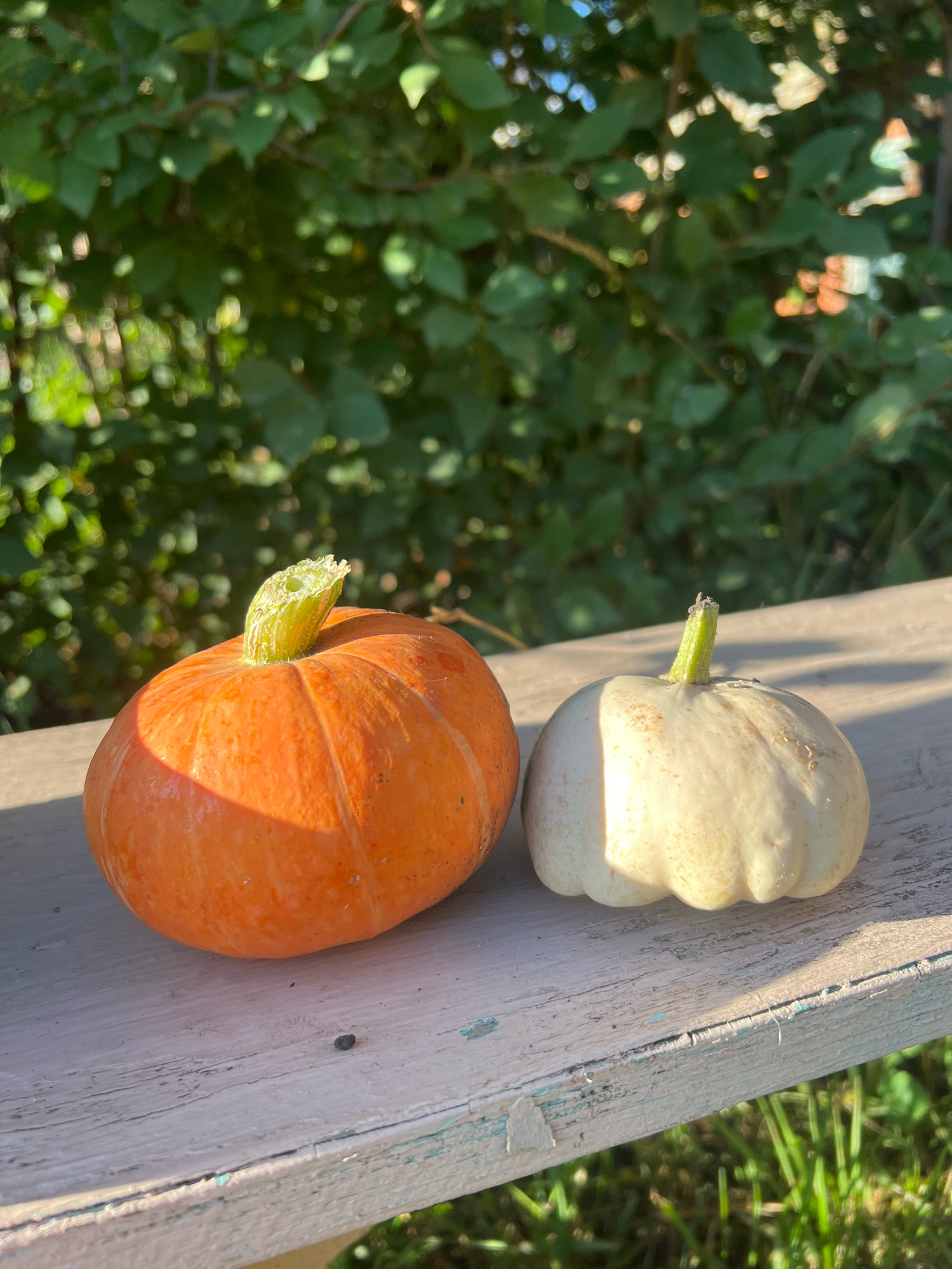 Two small pumpkins, one orange and one white, rest on a weathered, light-colored wooden surface. The orange pumpkin is larger and to the left, while the white pumpkin is smaller and to the right. Both have green stems. Behind them, lush green foliage is visible, dappled with sunlight. The scene appears to be outdoors, possibly in a garden or yard. There is no indication of the location in Ishimbay, Russia within the image.