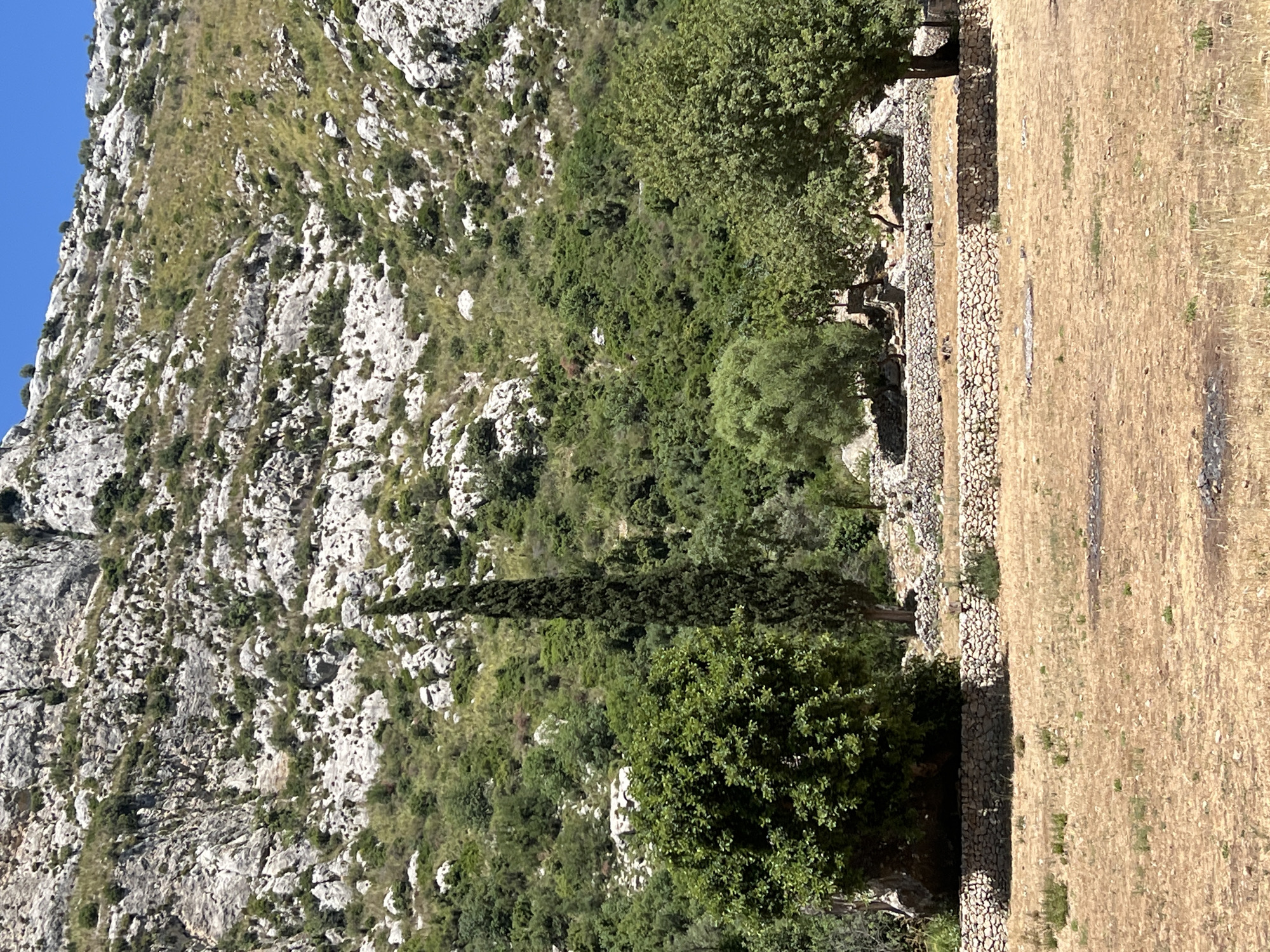 The image depicts a sun-drenched, rural landscape with a rocky, mountainous backdrop. In the foreground, dry, golden grass covers a relatively flat expanse. A low, stone wall, constructed from irregular rocks, runs horizontally across the mid-ground, separating the dry field from an area with more vegetation. Beyond this wall, several trees are visible, including a tall, slender cypress tree and a rounder, leafy tree. There are also what appear to be the remnants of stone structures, possibly ruins, nestled amongst the greenery. The background is dominated by a steep, rugged mountain slope dotted with sparse vegetation and exposed rock formations. The sky above is a clear, bright blue. There are no people or animals visible in the scene. The overall impression is one of a dry, natural environment, possibly in a Mediterranean setting, given the rocky terrain and the style of stone construction. While the image does not explicitly show any markers of Noto, Italy, the dry, rocky landscape with Mediterranean vegetation and stone walls is consistent with the rural surroundings of the city.