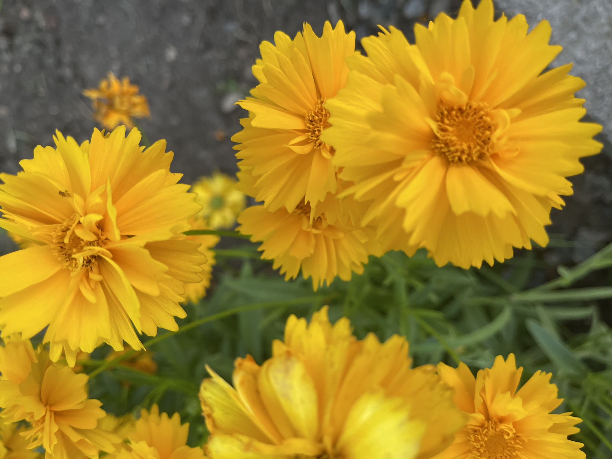A close-up, eye-level shot captures several vibrant yellow flowers, likely Coreopsis, in a garden setting. The foreground is dominated by a large, fully bloomed flower on the right, with its serrated petals clearly visible. To its left and slightly behind, another flower is partially obscured. Further to the left and in the background, more yellow flowers and green foliage are present. The ground is a blurred, dark gray surface, possibly asphalt or gravel, suggesting an urban or suburban environment in the city of Sredny, Russia. The lighting is bright, highlighting the rich yellow of the petals. There are no people or animals visible in the frame.