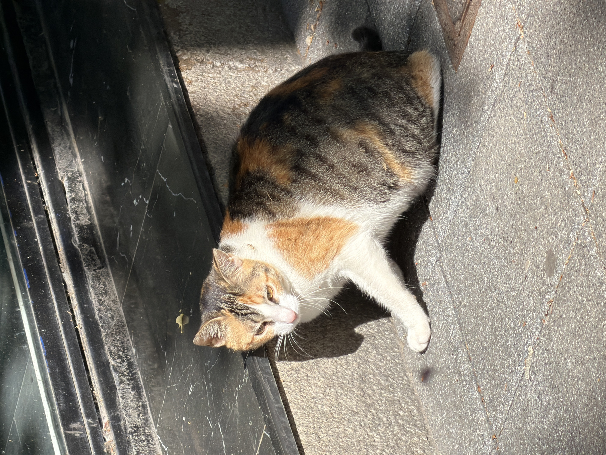 A calico cat lies on a paved surface near a dark, ridged structure, likely a door or window frame. The scene is bathed in sunlight. The background and the cat's position suggest an urban setting. This aligns with the description of the city of Plovdiv, Bulgaria.