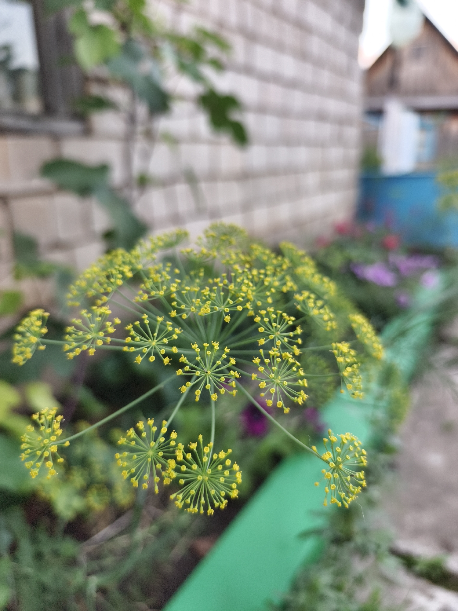 This is a close-up, eye-level, outdoor shot of a dill flower in bloom. The dill flower has numerous small yellow florets arranged in an umbel shape. The background is blurred, but appears to be a yard with a brick wall, possibly a house, and some greenery. A blue bucket and some other plants are visible in the background. The scene is likely located in Семилетка, Russia, as per the prompt. There are no people or animals present in the image, and no specific actions are taking place. The focus is entirely on the delicate structure of the dill flower.