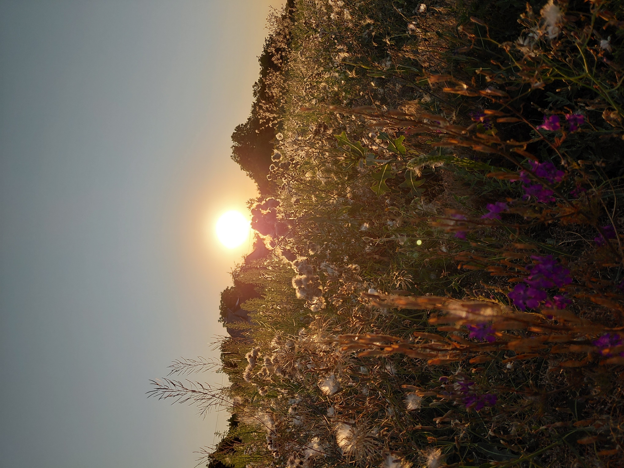 This is a vertical, eye-level, full-shot photograph of a field of wildflowers at sunset. The sun is visible in the upper center of the frame, low in the sky and casting a warm glow over the scene. The foreground is filled with various types of wildflowers, some with fluffy seed heads and others with small purple blooms. The middle ground features a line of trees and vegetation silhouetted against the setting sun. The background is a clear, pale blue sky with a slight gradient towards a warmer hue near the horizon. The image conveys a sense of peace and natural beauty. No people or man-made structures are clearly visible, other than perhaps a faint outline of a building behind the trees.