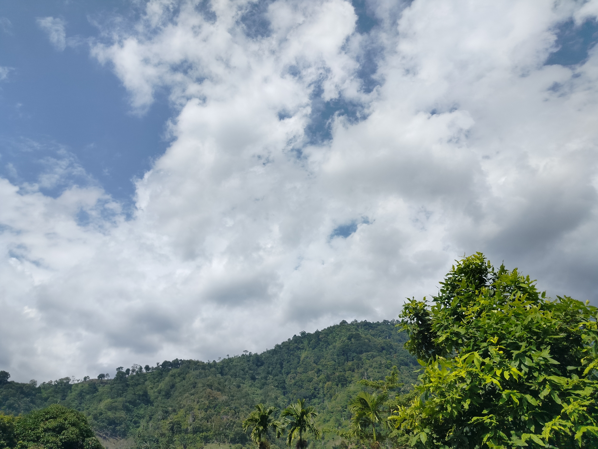 The image depicts a lush, green hillside under a bright, cloudy sky in Tegarmiko, Indonesia. The foreground features a vibrant, dense green tree with light green new growth on the right side of the frame. In the middle ground, a series of palm trees are visible, with their fronds reaching upwards. The background is dominated by a steeply sloping, densely forested hill, with the canopy of trees covering its entirety. The top of the hill is lined with scattered trees, and the sky above is a mix of clear blue patches and large, fluffy white clouds. The overall scene conveys a sense of natural beauty and tropical landscape.