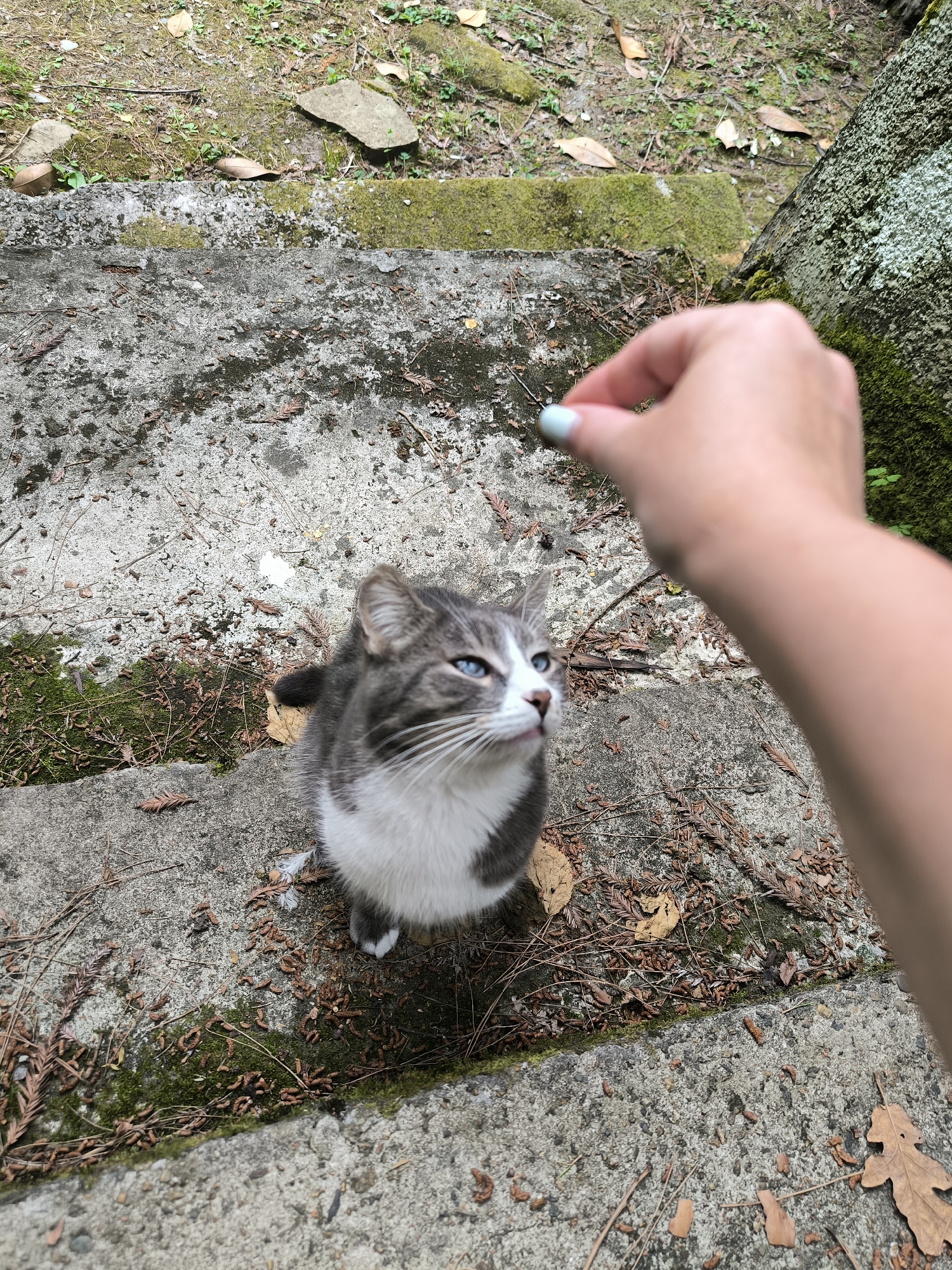 An adult tabby and white cat with bright blue eyes sits on a mossy concrete step, looking up expectantly at a human hand holding a small piece of food. The hand, with fingernails painted a light blue, is blurred due to motion. The environment consists of weathered concrete steps, overgrown with moss and scattered with dry leaves and pine needles. A portion of a tree trunk covered in lichen is visible to the right. The scene is set outdoors.