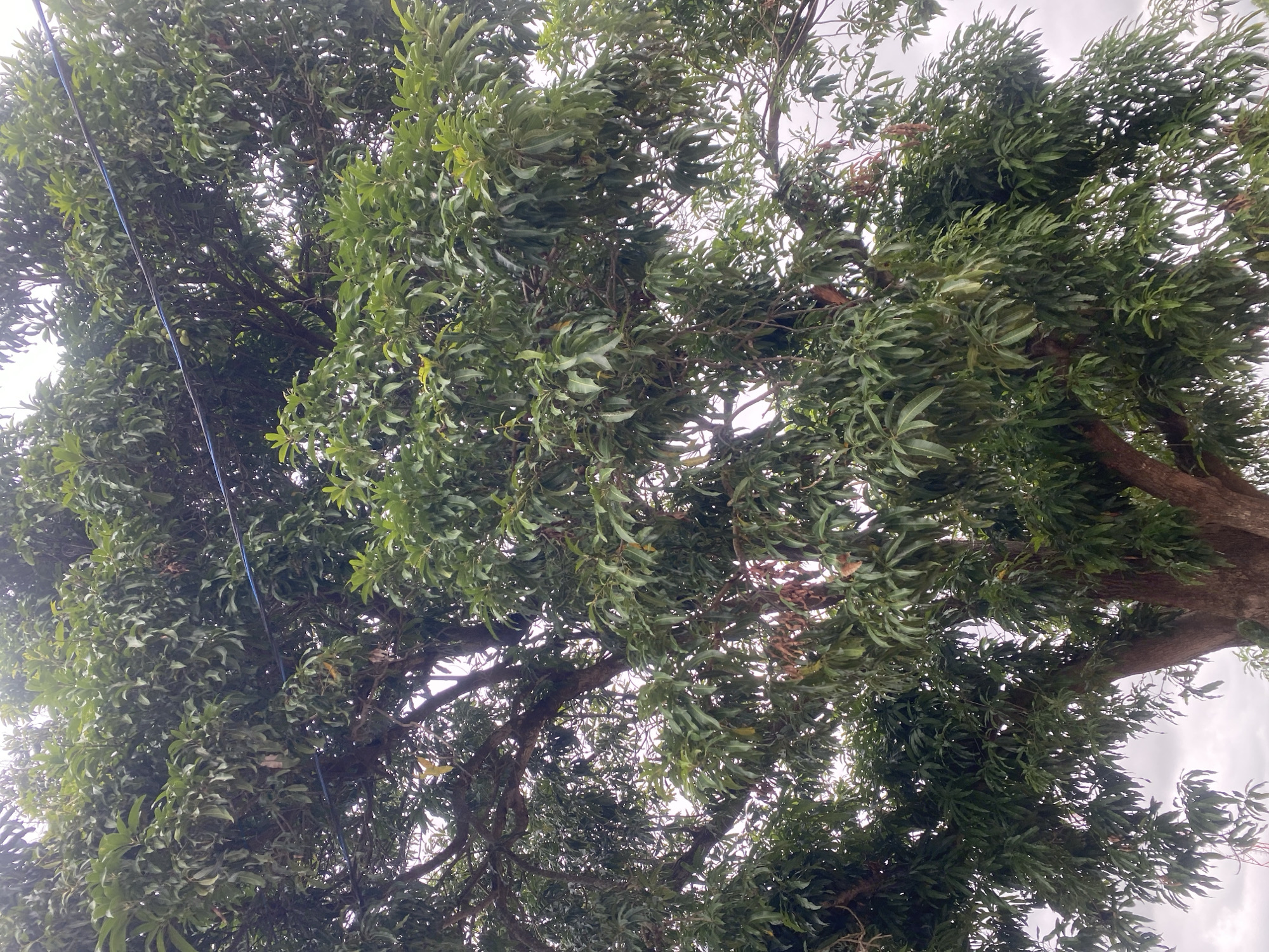 The image shows a large, leafy tree, likely a mango tree, with a thick trunk and many branches extending upwards and outwards, heavily laden with green leaves. The tree is viewed from below, looking up into its dense canopy. A thin blue wire runs horizontally across the upper portion of the image, suggesting the presence of utility lines near the tree. The sky appears overcast, with a cloudy, muted light. There are no people visible in the image. The scene is consistent with a street or yard in Lafia, Nigeria, where such mature trees are common.