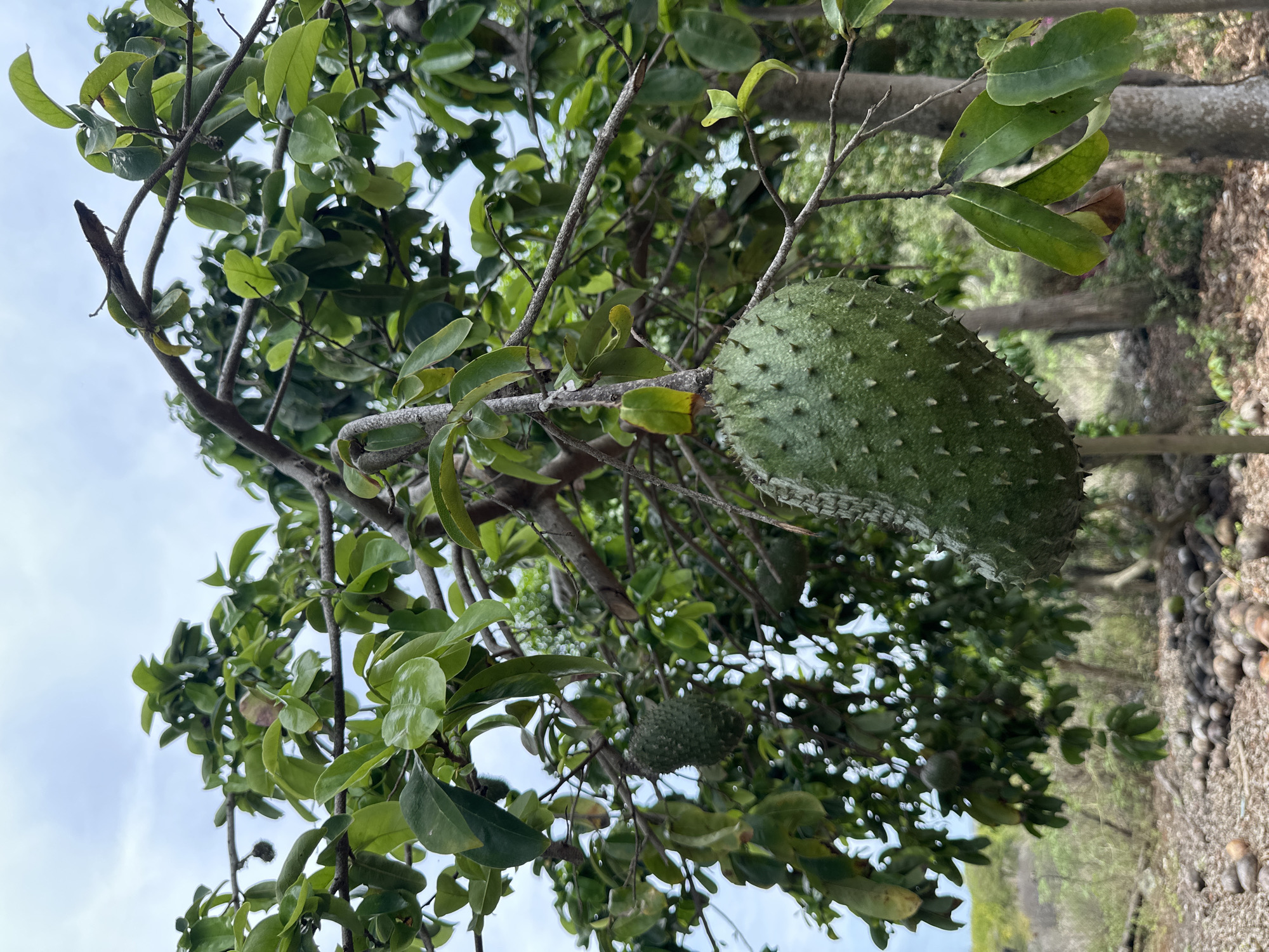 A large, unripe green soursop (Annona muricata) fruit, characterized by its prominent spiky surface, hangs from a tree branch in the foreground, positioned slightly right of the vertical center. Another smaller, similarly textured green fruit is visible further back on a branch to the left. The tree features abundant green leaves of varying shades and brown branches, filling the central and upper portions of the frame. A cloudy, light blue sky is discernible through the canopy. The ground below the tree is dry and covered extensively with numerous spherical, brown objects, consistent with dried coconuts or large seeds, concentrated in the lower half of the image. The environment is an outdoor, vegetated area in Sabana de Guacuco, Venezuela.