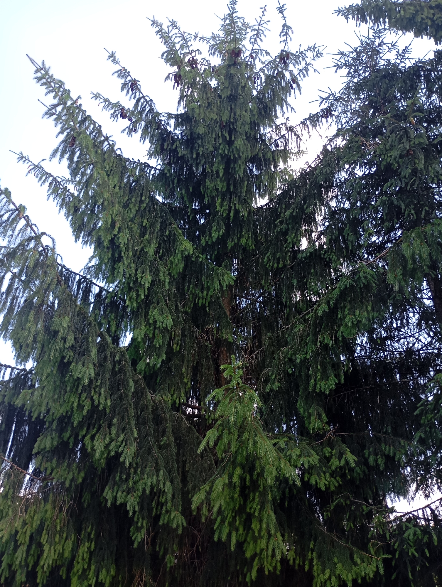 In Sozonivka, Ukraine, a close-up shot from a low angle captures the dense, dark green foliage of a large spruce tree against a pale sky. The branches, laden with needles and some visible pinecones, droop downwards, creating a textured curtain of evergreen. The lower branches are particularly heavy and appear to reach towards the viewer. The scene is devoid of any people, animals, or man-made objects, focusing solely on the natural grandeur of the tree.