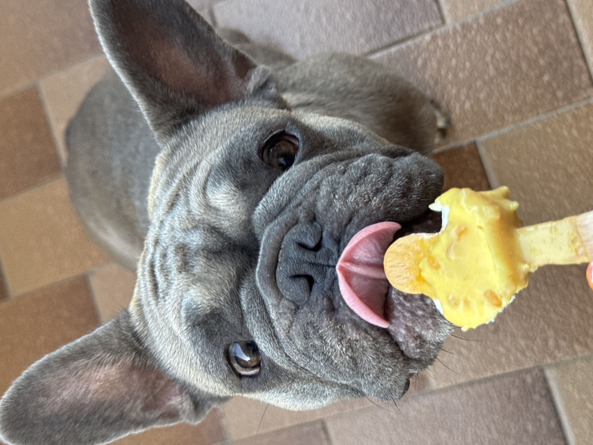A close-up, high-angle shot shows a brindle French bulldog with large ears, dark eyes, and a wrinkled snout, looking up at the camera. The dog's pink tongue is extended, licking a bright yellow, mushroom-shaped frozen treat held by an unseen person. The background is a tiled patio with brown and beige squares, typical of an outdoor setting in San Benedetto del Tronto, Italy.