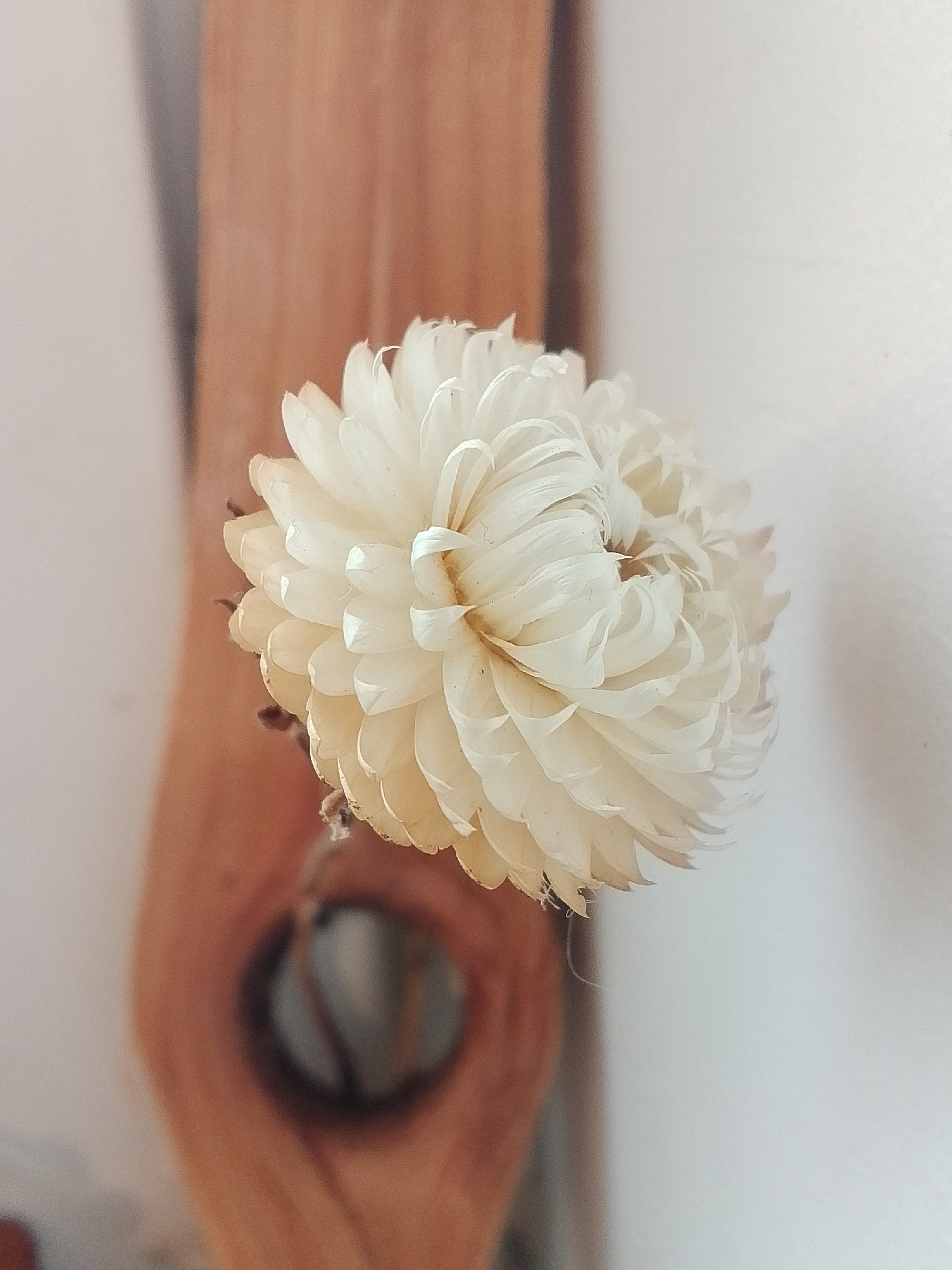 A close-up shot focuses on a dried strawflower, possibly Xerochrysum bracteatum, with layers of papery petals. The flower is off-white with a slight beige tint. The stem is thin and mostly out of focus, placed in a dark, round opening. The background consists of a light wooden element to the left and a light plain wall to the right. There is no indication of the city or country in the picture.