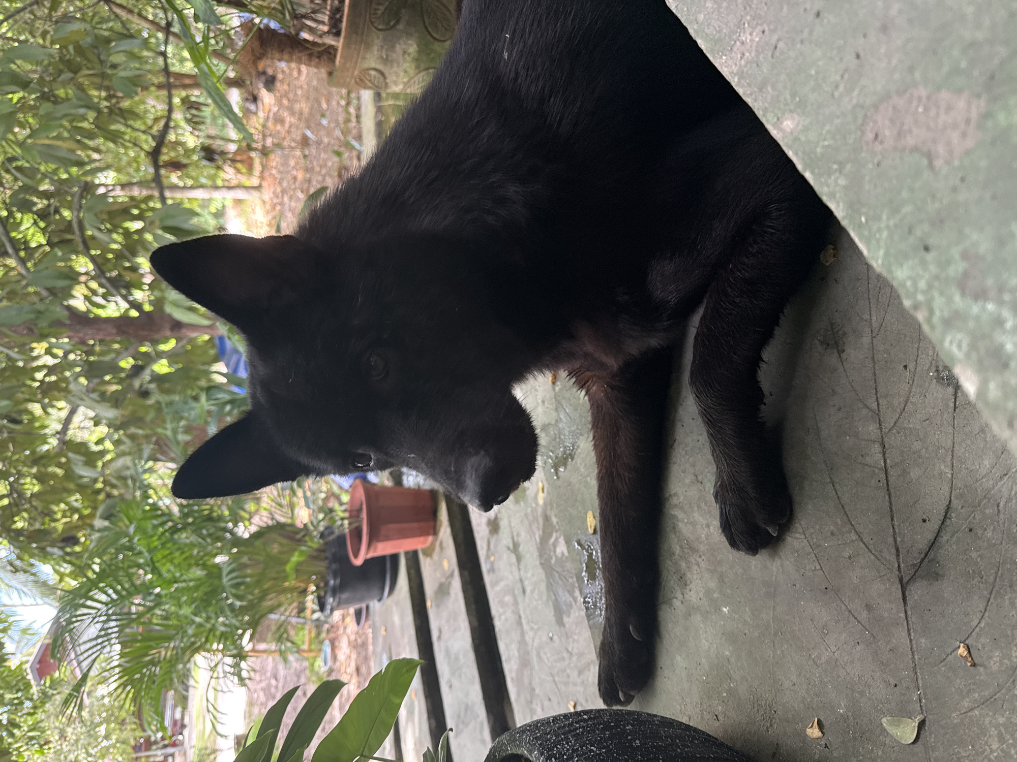 A black dog is lying on a concrete surface in an outdoor setting. The dog is facing to the left, with its head turned slightly towards the camera. Its front paws are extended in front of it, and its hindquarters are tucked underneath. The concrete surface appears to be a patio or walkway, with a leaf pattern impressed into it. In the background, there are several potted plants, including a large palm tree. Beyond the plants, there are trees and buildings, suggesting a residential area. The lighting indicates it is daytime. There are no humans visible in the image. The location is described as ตำบลเกาะพะงัน, Thailand.