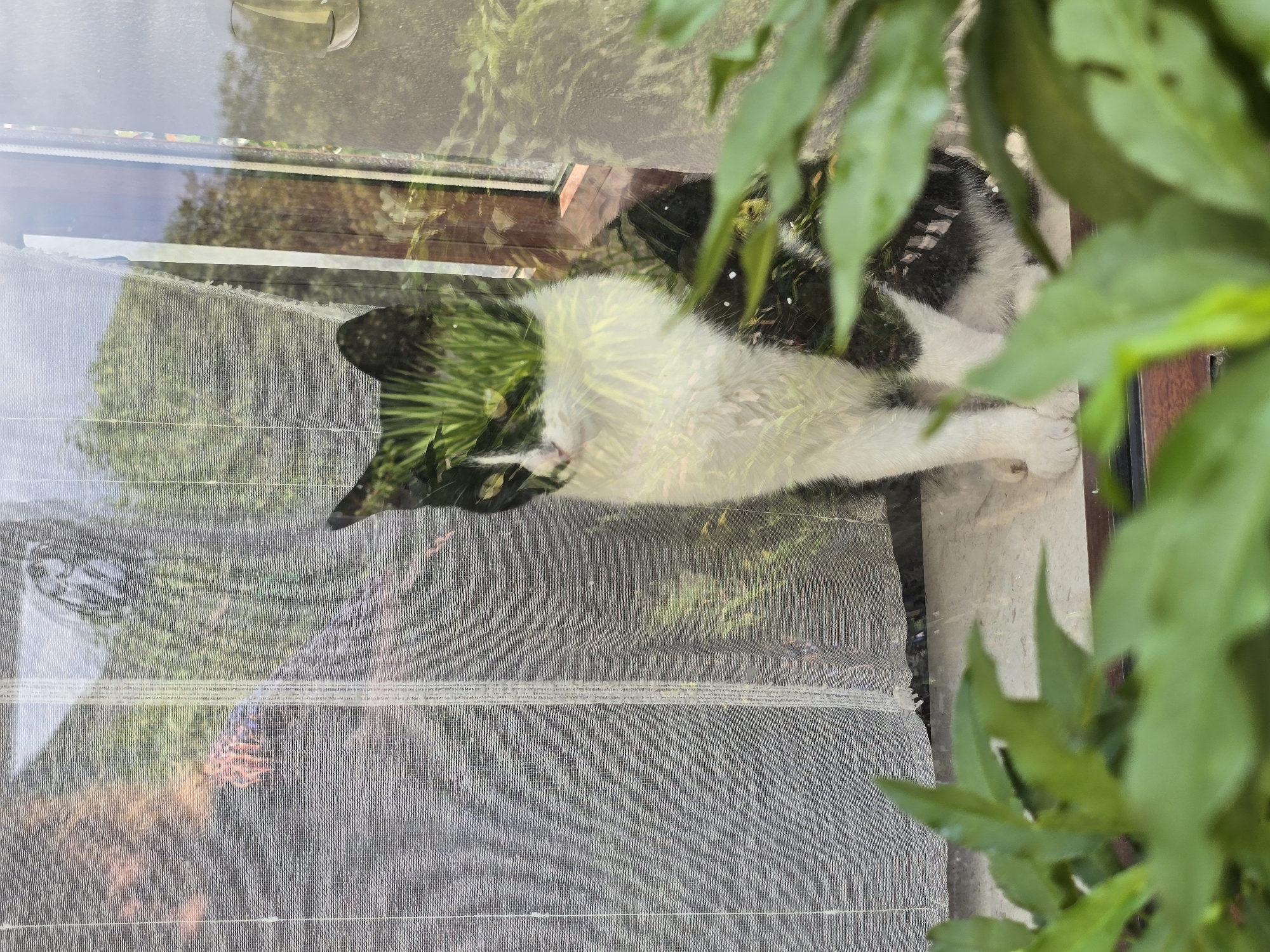 A black and white cat sits on a windowsill, its body superimposed with reflections of greenery. The cat is facing slightly to the left, with its head tilted. In the background, a sheer curtain is visible to the left, and the windowpane reflects trees and outdoor scenery. Green leaves in the foreground partially obscure the view. The image appears to be taken outdoors, with natural light illuminating the scene.