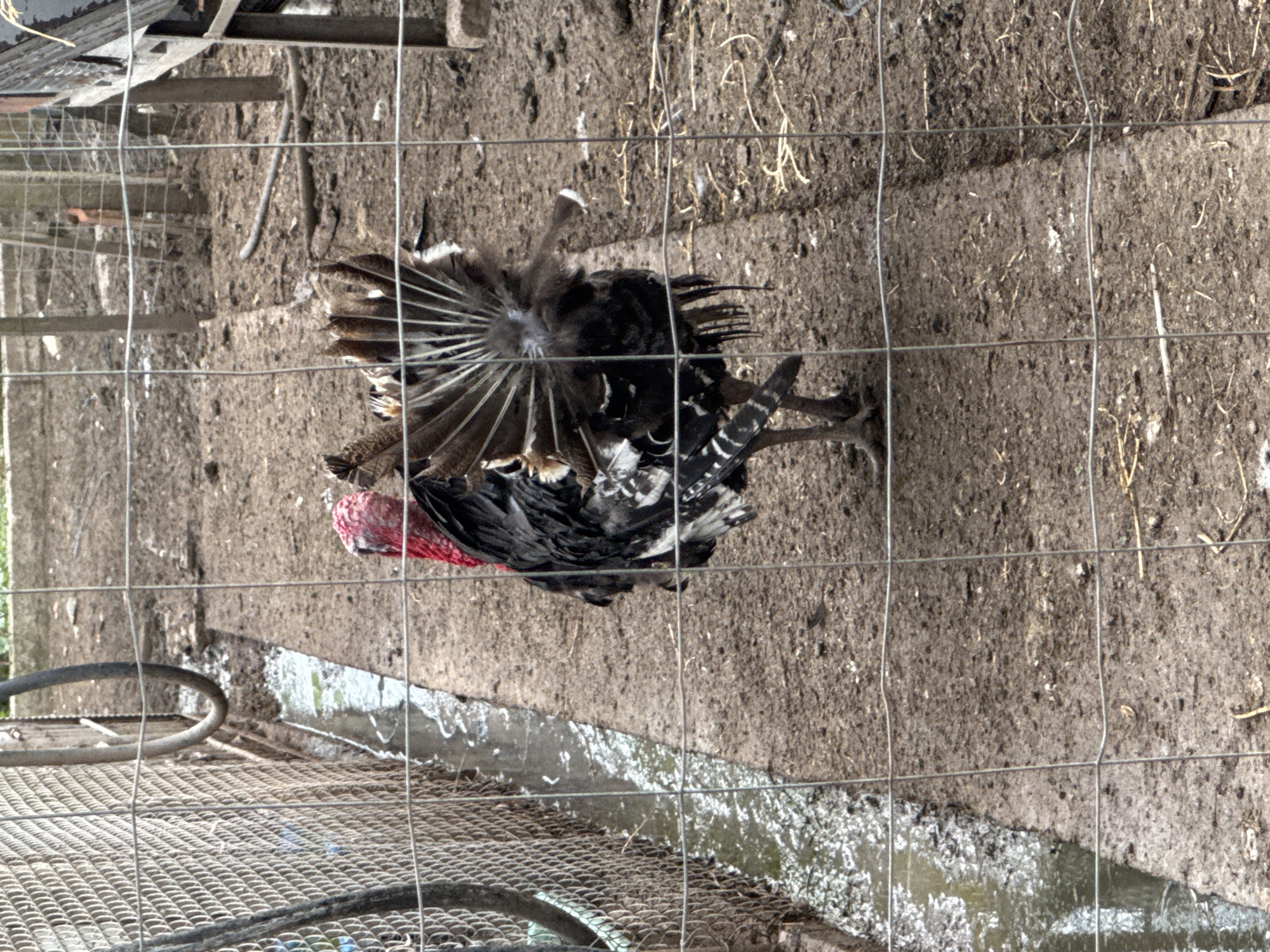 The vertically oriented image displays an outdoor animal enclosure, likely a farm pen, located in Sarnevo, Bulgaria. The scene is viewed from a slightly elevated perspective, with the ground plane running vertically from the top to the bottom of the frame.
The primary subject is a turkey, positioned slightly right of the center. It exhibits black and white patterned plumage, with its tail feathers fanned out. Its head and upper neck are a distinct reddish color, characteristic of a domestic turkey. The turkey appears to be standing or slowly moving within the enclosure during daytime, though the specific time of day beyond daylight is not discernible.
The ground of the enclosure consists of dark, damp dirt or mud, with scattered dry straw or vegetation. A narrow, concrete-lined channel or trough containing murky water runs horizontally across the lower mid-section of the frame. In the foreground, a prominent wire mesh fence with a square grid pattern occupies the entire image, partially obscuring the view of the enclosure. Below the channel, towards the bottom left, a section of a metal grate or platform is visible, upon which a coiled grey rubber hose or pipe rests. In the background, blurry wooden or metal structures hint at further parts of the animal housing or farm infrastructure. No people or visible text are present in the image. The lighting suggests an overcast or mid-day condition, with no harsh shadows indicating bright sun.