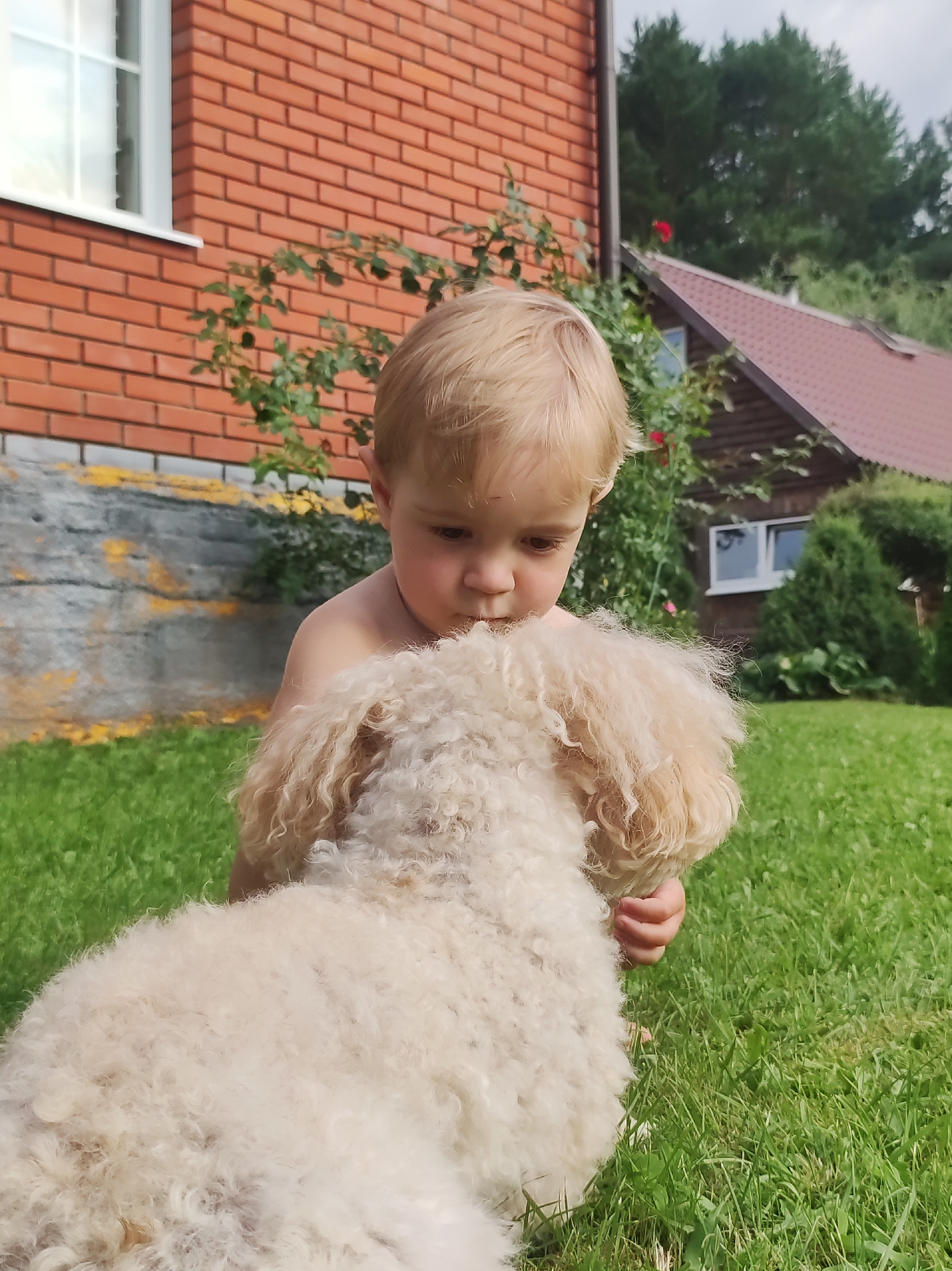 A young boy is embracing a light-colored dog in a yard. The boy, with blonde hair, is leaning in towards the dog. The dog has curly, light-colored fur and is facing away from the camera. They are both positioned on a green grassy lawn. In the background, there is a brick house with a white-framed window to the left and a wooden house with a reddish roof to the right. Trees are visible behind the houses. The overall environment suggests a residential area outside of the city of Fokino, Russia.