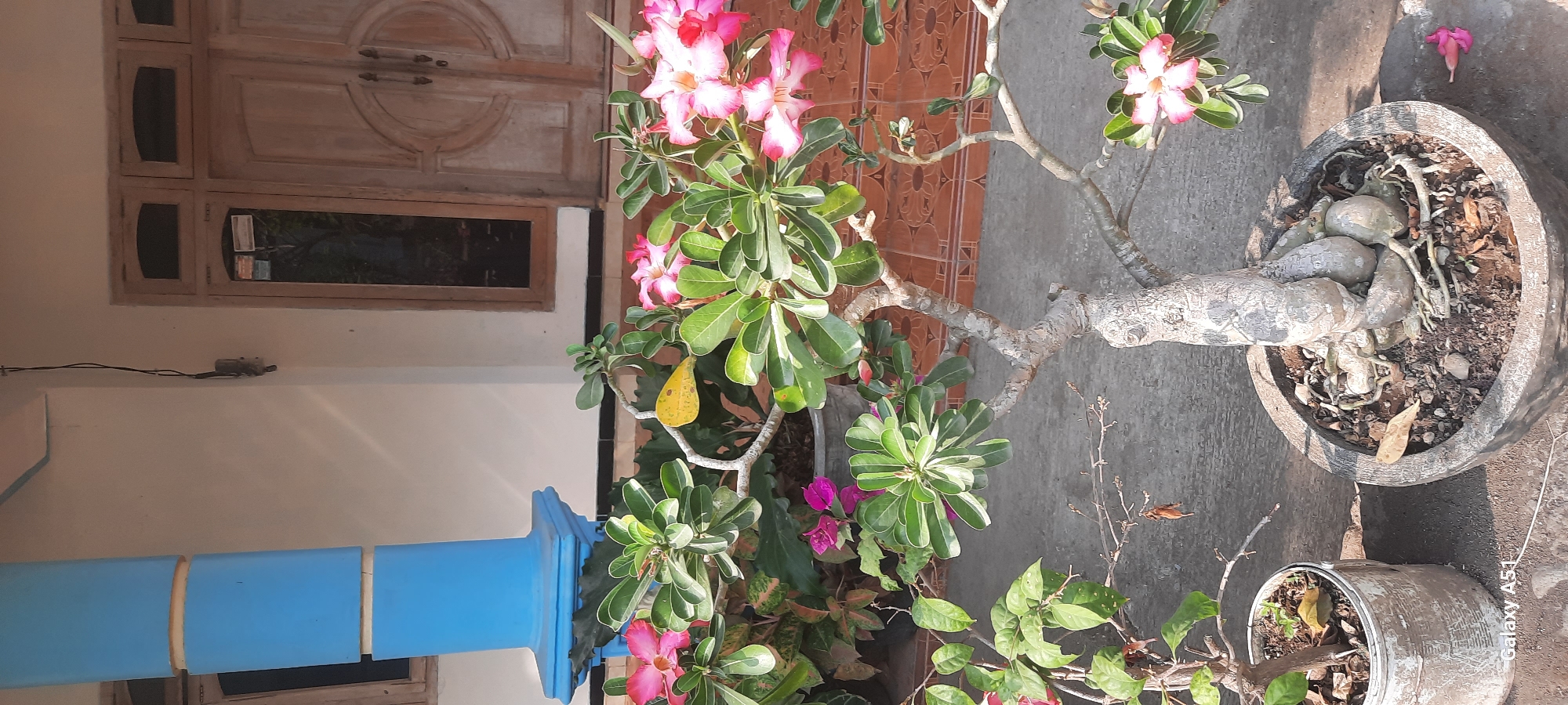 The image depicts an outdoor scene in Ploso, Indonesia. In the foreground, there are two potted plants. The larger plant, in a gray concrete pot, is a desert rose with thick, bulbous roots and branches adorned with green leaves and pink and white flowers. A smaller plant in a distressed white pot is to the left, with green leaves and some red-tinged foliage. Behind the plants, a textured orange tiled wall is visible. Further back, a white building with wooden doors and windows is present. To the left of the building, a tall, cylindrical blue structure stands. The ground appears to be a gray concrete surface. The lighting suggests it is daytime, with shadows cast by the plants and structures.