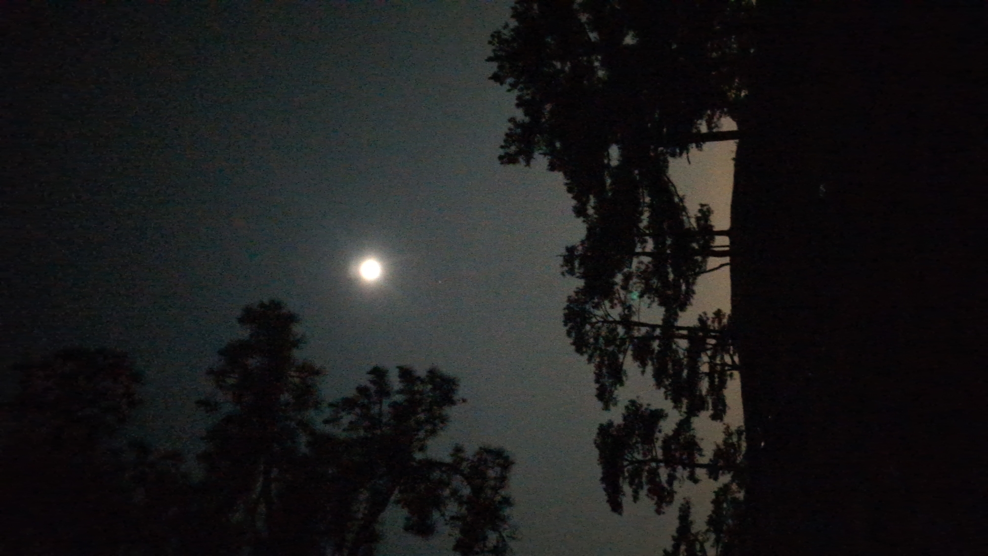 The image depicts a dark, nighttime scene in Lạc Dương, Vietnam, featuring a bright moon in a hazy sky. Silhouetted trees frame the view, with denser foliage on the right and sparser trees on the lower left. The scene is poorly illuminated, with significant portions of the image obscured by darkness.