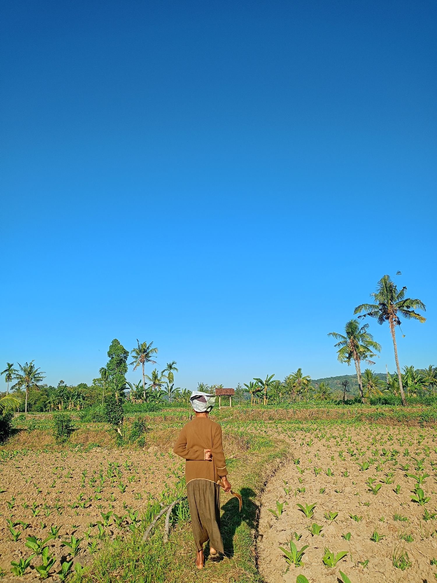 A low-angle, full outdoor shot captures a person in traditional clothing walking away from the camera in a field. The person, wearing a brown long-sleeved shirt and brown pants, has their arms folded behind their back and is holding a sickle in their right hand. The field is filled with rows of young green plants, likely crops, planted in dry, brown soil. The area around the field is overgrown with green grass and various types of trees, including coconut palms. In the distance, there is a dense forest with a small, traditional building visible in the background. The sky is a clear, bright blue, indicating a sunny day. The image appears to be taken in Panduman, Indonesia, a rural area known for its agricultural landscape.