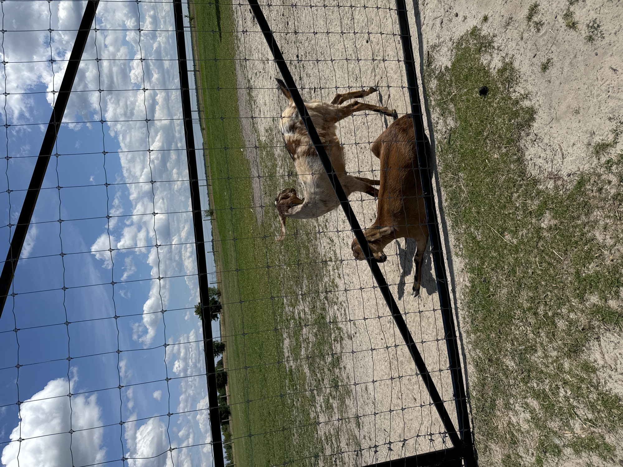 Two goats are visible in an outdoor enclosure, seen through a wire fence. One goat, primarily light brown with white patches, stands to the right, facing left. The second goat, a solid dark brown, lies down on the sandy ground to the left, facing right. The enclosure has a sandy floor with patches of dry grass. Beyond the fence, a green field stretches towards a treeline under a bright blue sky with scattered white clouds. The image was taken in Kostiantynivka, Ukraine.