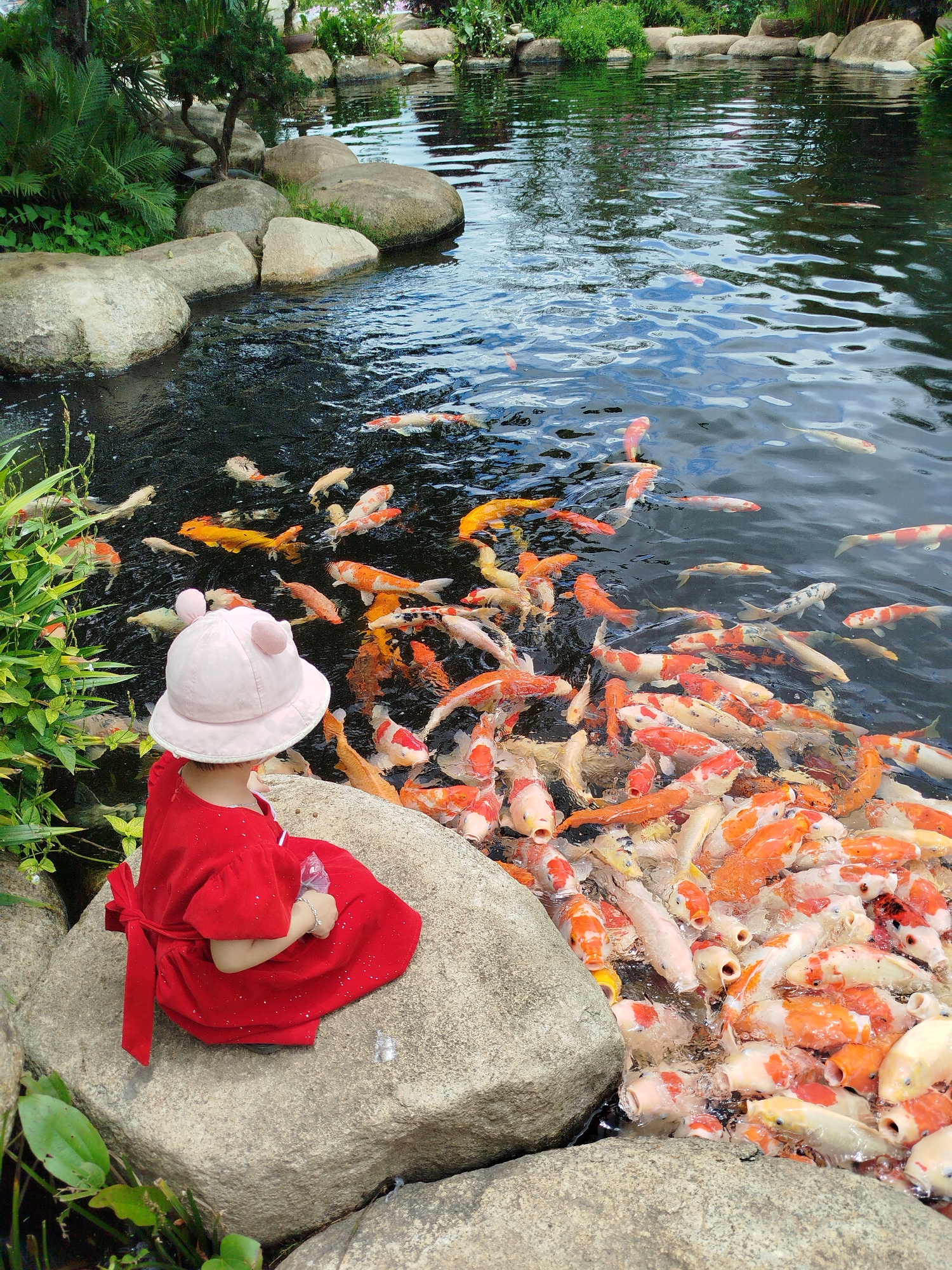 A young child wearing a red dress and a light pink hat with bear ears sits on a large rock next to a pond filled with numerous koi fish. The child is facing the pond, observing the fish, some of which are close to the edge of the pond. The pond is surrounded by rocks, lush green foliage, and trees. The water in the pond is clear and reflects the surrounding environment. The scene is a serene natural setting, likely in a park or a well-maintained garden in Lạc Dương, Vietnam.