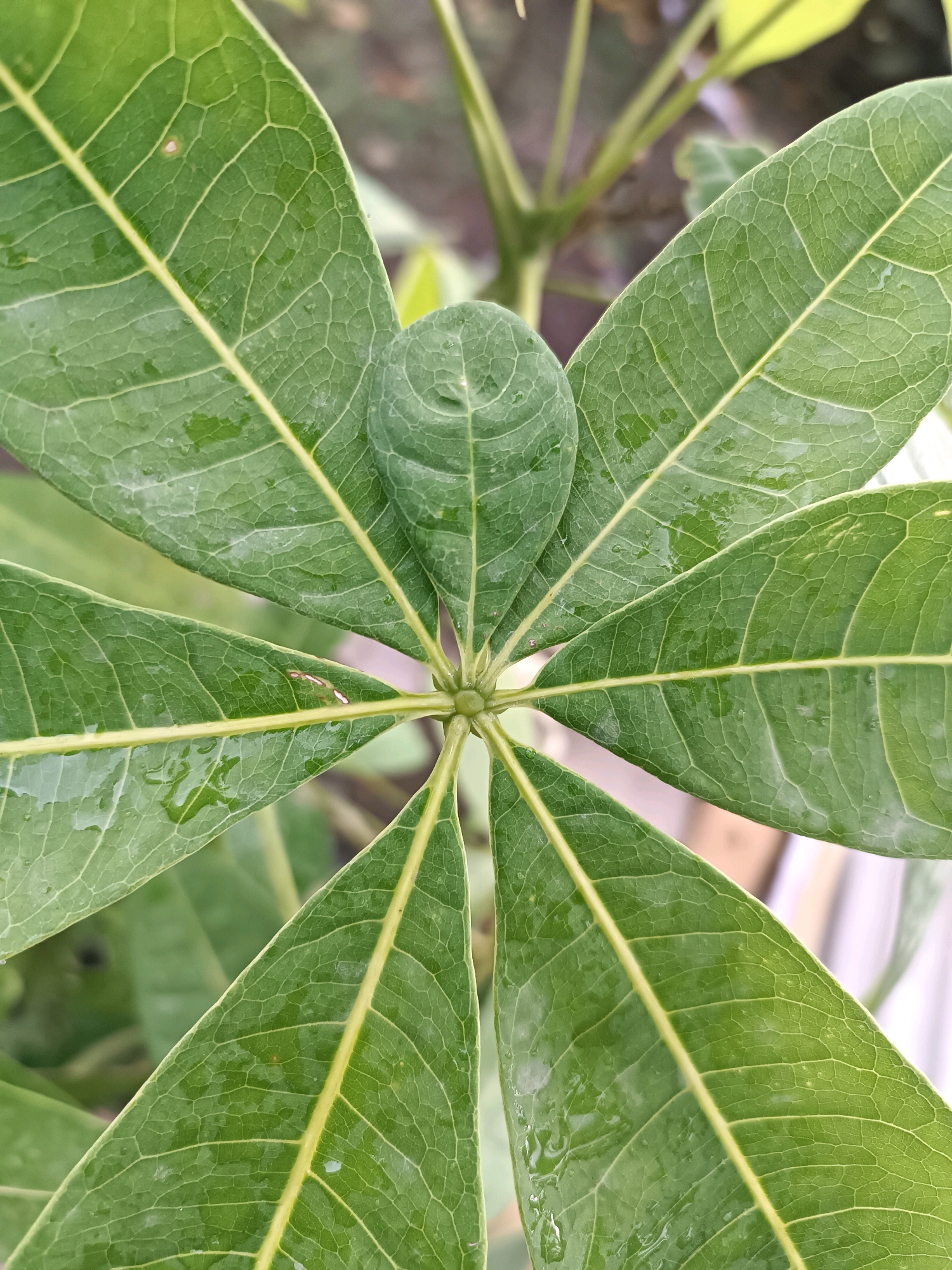 A close-up, top-down shot reveals the intricate veining and texture of green leaves arranged in a radial pattern. The leaves are wet, with visible water droplets on their surfaces, suggesting recent rain or watering. A central stem or bud is visible at the convergence point of the leaves. The background is softly blurred, showing hints of other foliage and a light-colored surface, possibly a wall or pavement, in an outdoor setting. The image captures a small part of a plant in Tabanan, Indonesia, where such lush vegetation is common, particularly in residential gardens or agricultural areas.