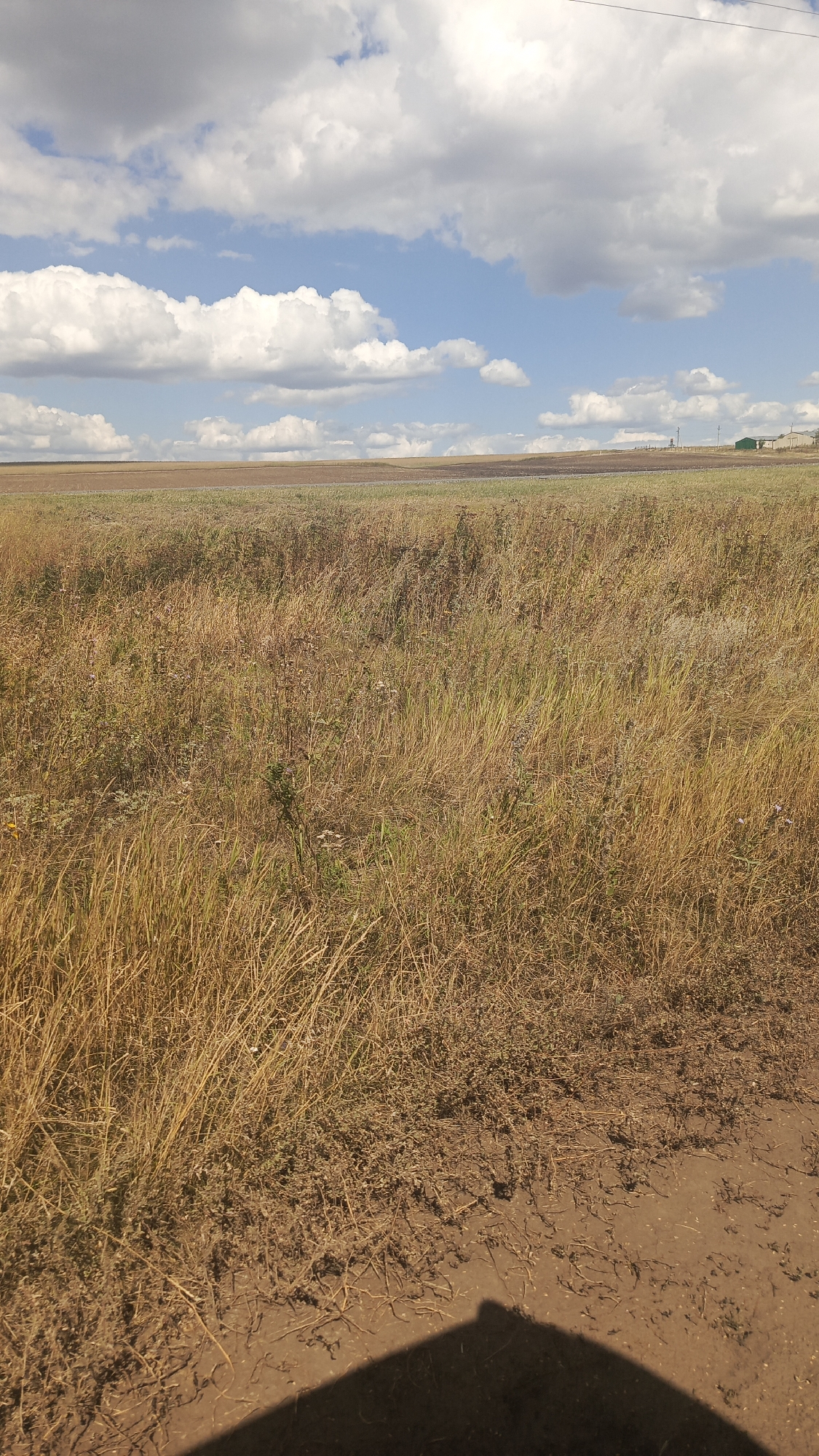 The image depicts a rural landscape under a cloudy sky. In the foreground, a dirt path with sparse vegetation leads into a field of dry, golden-brown grass and other low-lying plants. The field extends to the horizon, where it meets a lighter-colored strip, possibly a road or another field, before a line of distant buildings and trees. The sky is a bright blue with scattered, fluffy white clouds. The overall impression is one of an open, agricultural area. The presence of what appears to be a shadow of an object or person on the dirt path suggests the photo was taken from a human perspective. No specific landmarks or identifying features within the city of Октябрьский Городок, Russia, are visible.