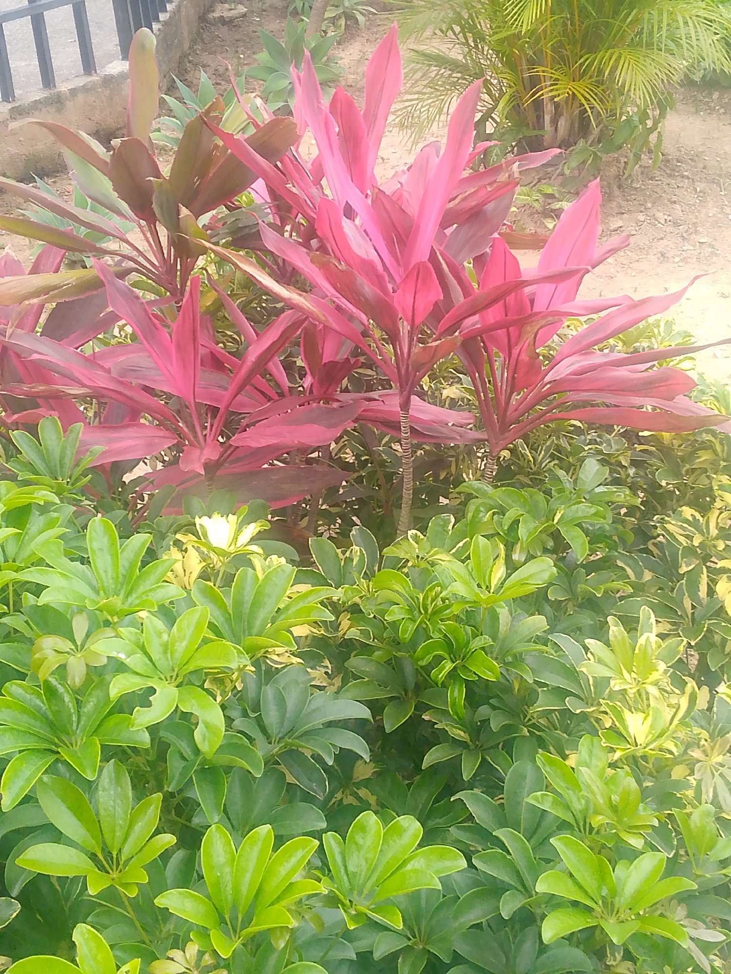 The image shows a close-up view of a garden with a variety of plants. In the foreground, lush green foliage with broad, glossy leaves dominates the lower half of the frame. Behind this, taller plants with vibrant pink and deep red lance-shaped leaves are prominent, some with striped stems. In the background, blurred palm fronds with yellow-green foliage are visible, along with a sandy, outdoor ground. A concrete structure with a dark metal railing is partially visible in the upper left corner. The scene suggests an outdoor setting, likely a park or a well-maintained garden, possibly in a tropical or subtropical climate. The lack of any visible people, specific landmarks, or identifying features makes it impossible to determine the precise location in Caracas, Venezuela, or any specific action taking place.