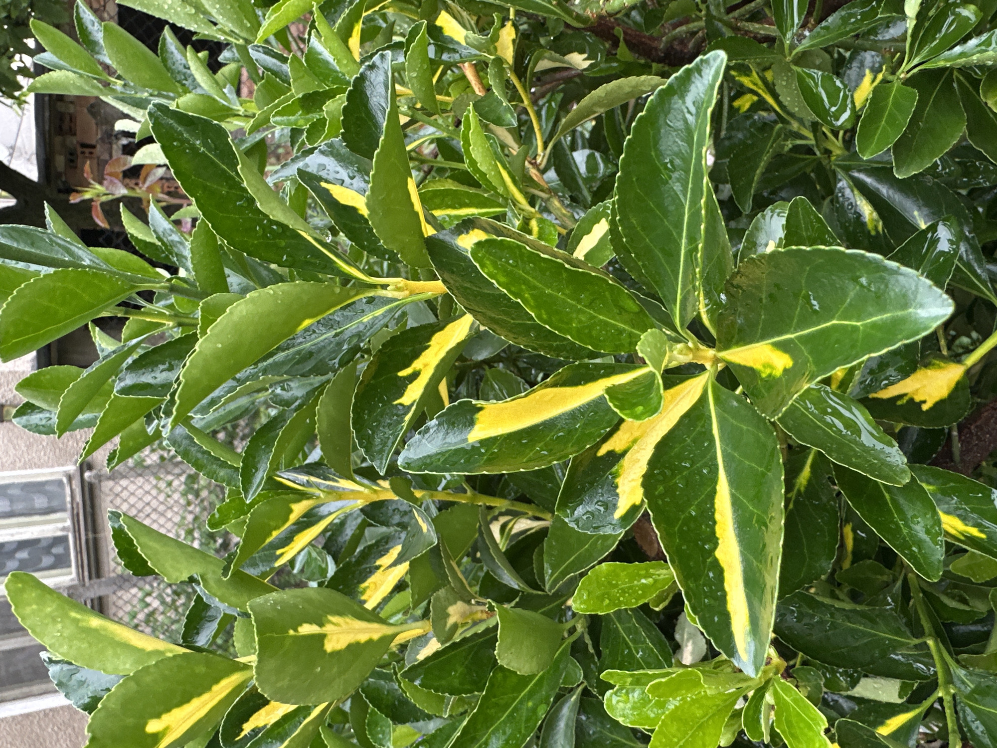 The image shows a close-up view of a bush with green and yellow variegated leaves. The leaves are wet, suggesting recent rain or dew. The location and specific details like people, objects, actions, interactions, and environment, and the exact location in Montana, Bulgaria, are not discernible from the image.