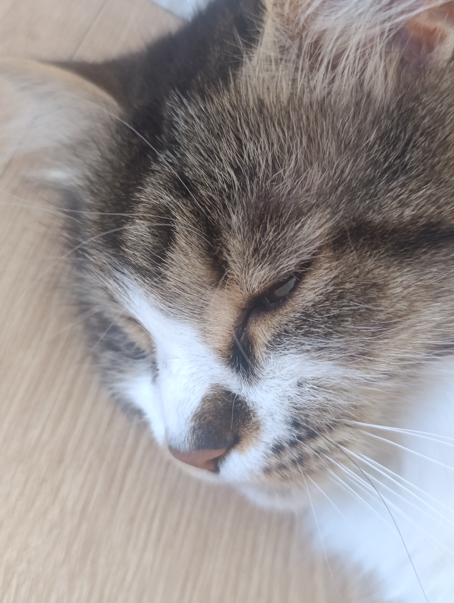 An extreme close-up shot of a cat's face. The cat's eyes are mostly closed, with one eye slightly open, revealing a dark pupil. Its fur is a mix of brown, gray, and white tabby patterns. The cat's whiskers are visible, extending from its muzzle. The background appears to be a light-colored, textured surface, possibly a wooden floor. The lighting is soft, casting gentle shadows. The image is sharp and detailed, focusing on the cat's features.