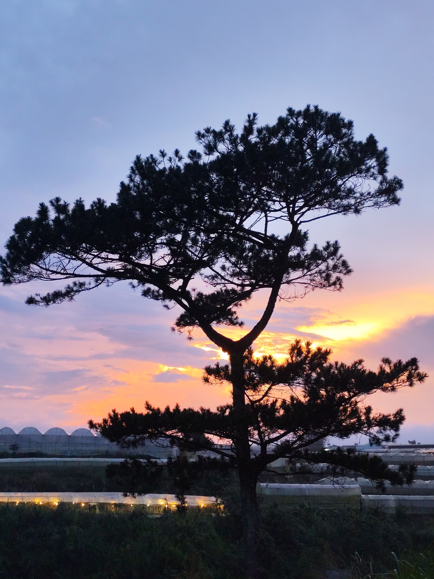 The image captures a silhouette of a pine tree in Da Lat, Vietnam, set against a colorful sunset sky. The sky transitions from blue at the top to pink and orange near the horizon. Below the horizon, there are rows of greenhouses. Some of the greenhouses are lit with a warm glow. The foreground consists of grass and vegetation.