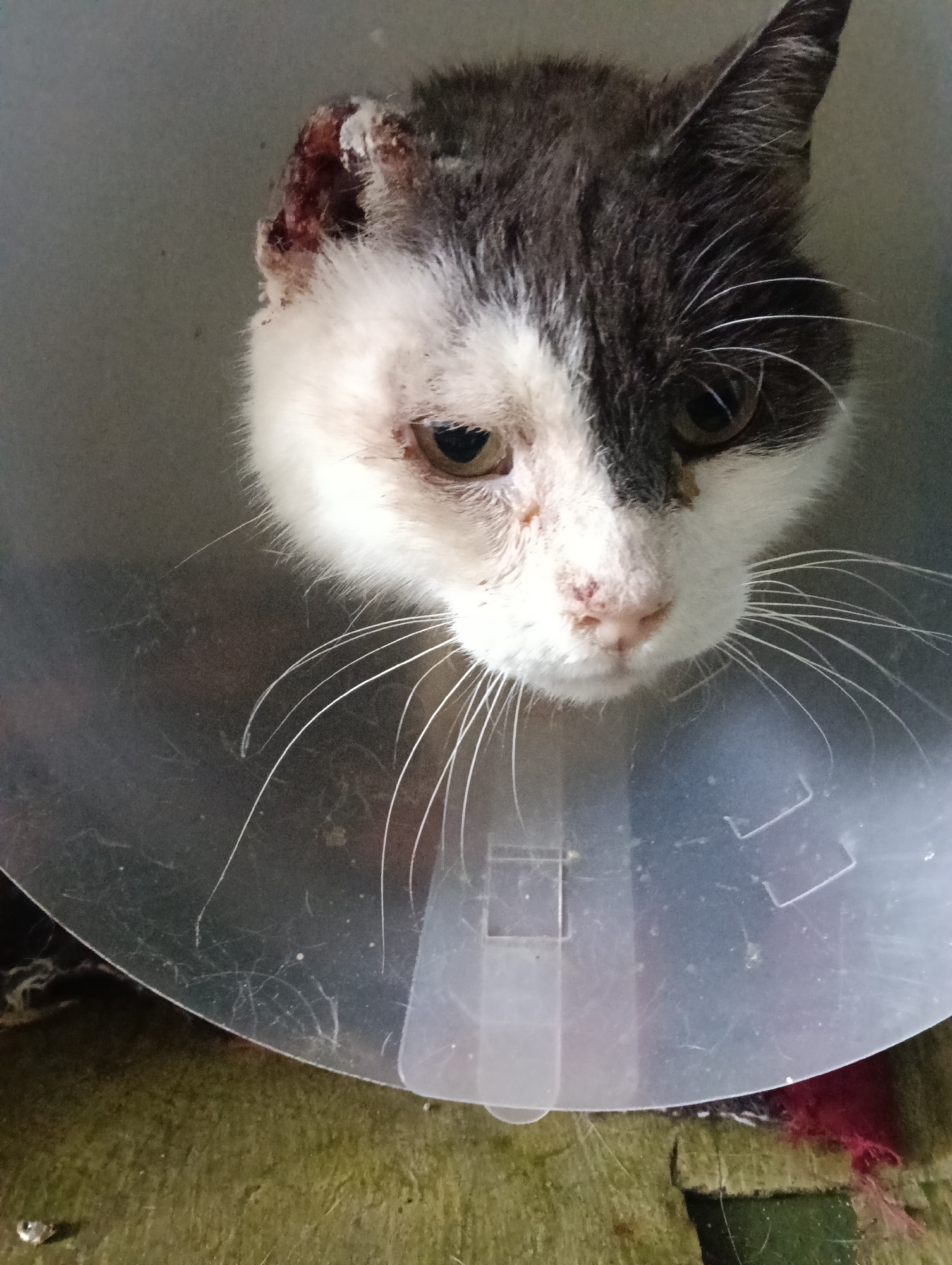 A close-up, eye-level shot features the head of a domestic cat wearing a clear, translucent Elizabethan collar, commonly known as an e-collar or "cone of shame." The cat has a distinct bi-color coat, with dark gray or black fur covering the top of its head and part of its face, sharply contrasting with white fur on its muzzle, cheeks, and forehead.
The cat shows signs of injury or recent medical treatment. Its left ear (on the viewer's right) appears raw and red, with visible scabbing or white topical medication, indicating a healing wound. There are also visible scabs or dried discharge around its right eye (on the viewer's left) and on its pink nose. The cat's eyes are a light brown or amber color, and its long, white whiskers fan out, some touching the inside of the plastic cone. Its expression appears somewhat subdued or weary.
The cat is looking downwards into the cone, which rests on a textured surface, possibly a carpet or mat, displaying shades of greenish-brown. The lighting is soft and diffused, characteristic of an indoor setting. No discernible text is visible in the frame. The context provided for this image is Nairobi, Kenya.
