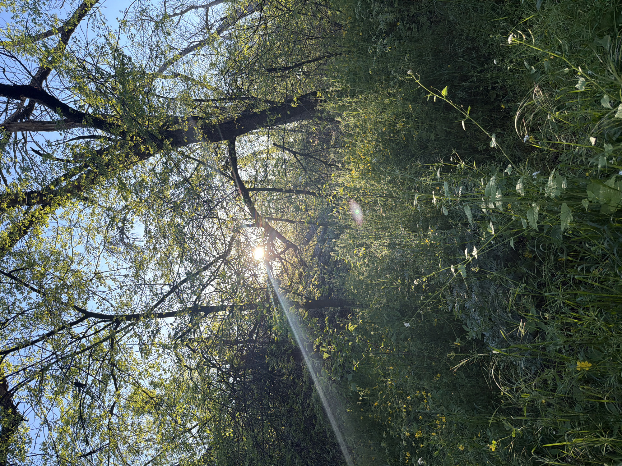 The image depicts a sunny scene in a natural environment. A tall tree with green leaves is in the foreground with sunlight breaking through the branches. Grass and other foliage are visible to the right. The sky is light blue with few visible clouds. The location is Leningradskaya, Russia.