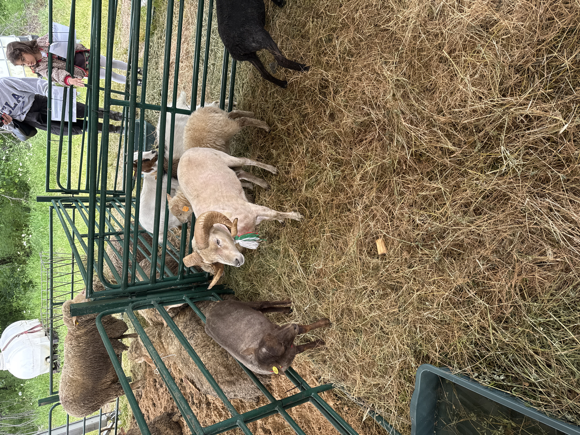 The image depicts a collection of sheep within a fenced enclosure. Several people are visible near the enclosure, seemingly observing the animals. The environment is characterized by a covering of straw on the ground, suggesting a farm or agricultural setting. A dark plastic tub is situated on the periphery. The location is unspecified, and it is not possible to confirm if the scene is in Lyaskovets, Bulgaria.