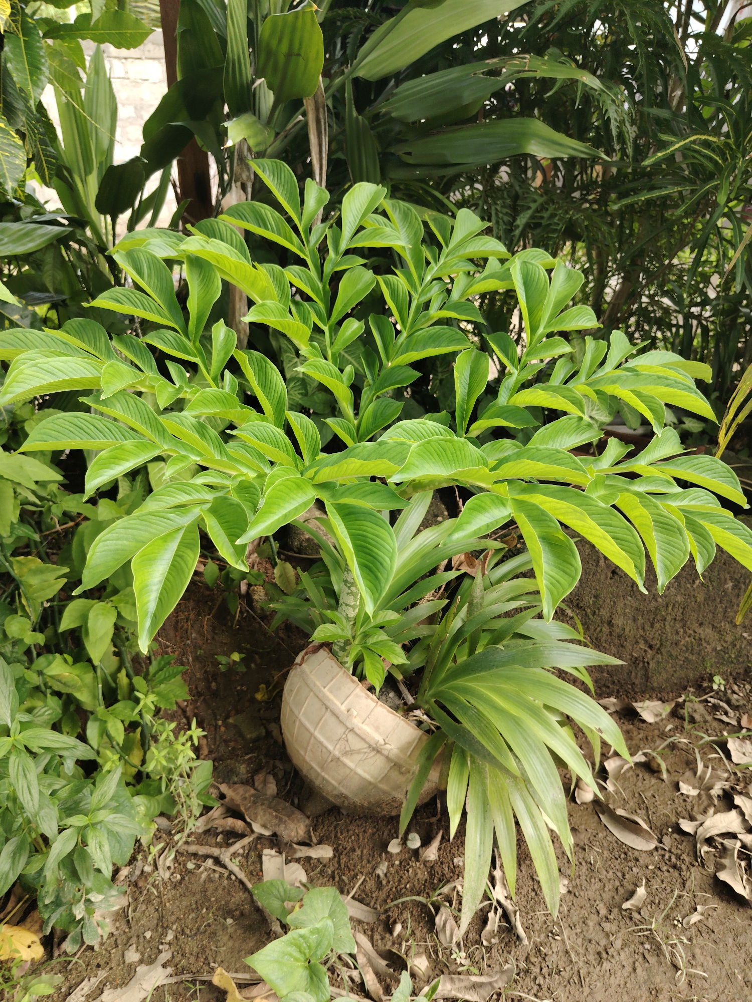 A vibrant green, multi-stemmed plant with large, deeply lobed leaves dominates the center of the frame, appearing to be a species like Konjac (*Amorphophallus konjac*) or a similar Arum family member. Its numerous leaves, a bright lime green, are arranged radially, giving the plant a full, bushy appearance. The main stem of this plant is partially visible, showing a mottled or textured surface. At the base of the plant, a broken, light-colored ceramic or plastic pot is embedded in the soil, appearing to support or contain the plant, with another plant with long, strap-like leaves growing beside it.
The plant is situated in an outdoor garden setting, characterized by lush greenery. The background is filled with various other plants, including broad-leaved species and some with more slender or fern-like foliage, creating a dense, verdant backdrop. The foreground and ground around the central plant are covered in dark, moist soil, with scattered dried leaves and small patches of other low-lying green plants.
The lighting is soft and diffused, suggesting either an overcast day or a shaded area, with no harsh shadows visible. The overall impression is one of natural growth and abundance in a well-watered environment. There are no human subjects, discernible activities, or visible text in the image.