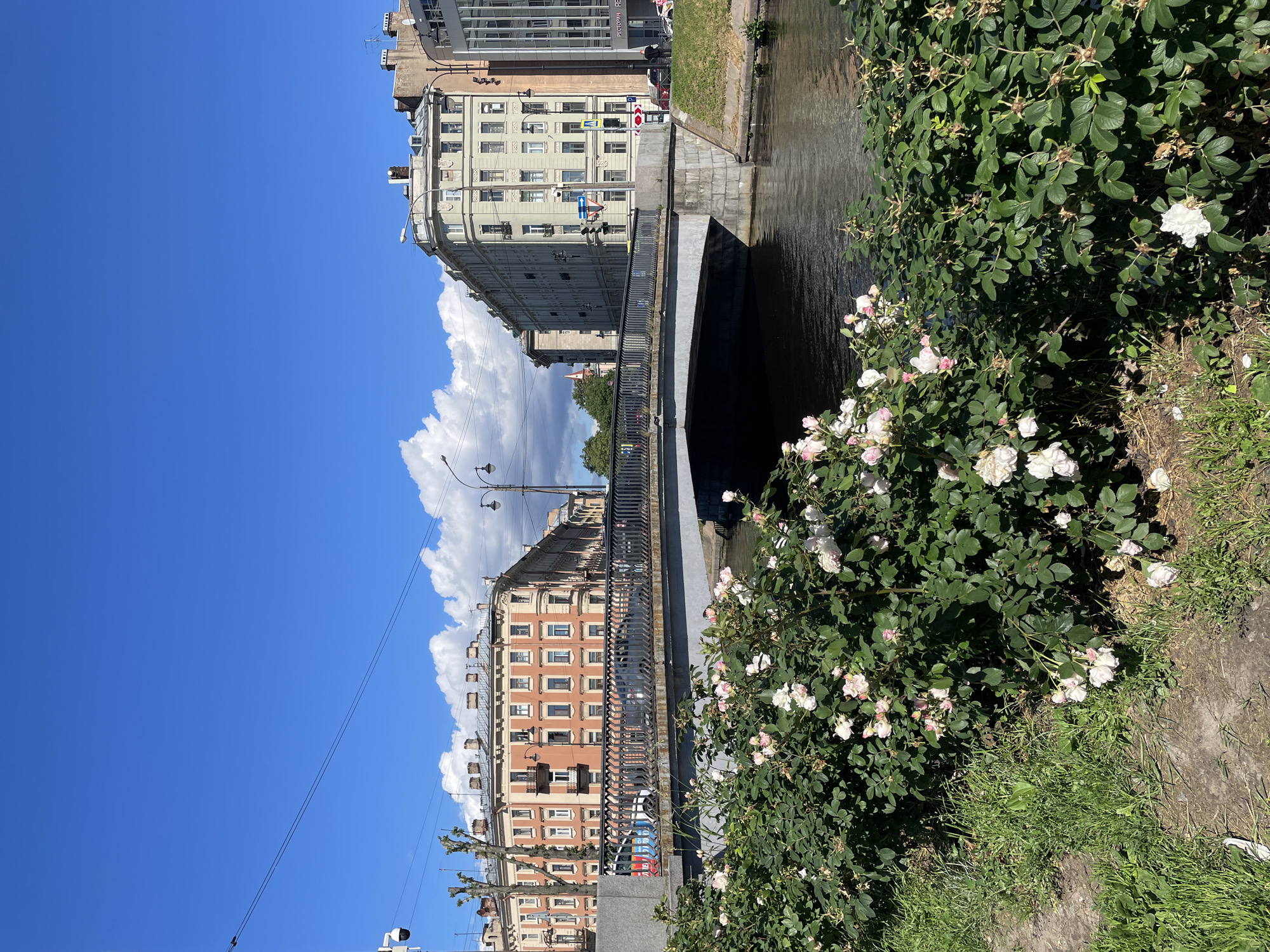 This is a photograph of a canal in Saint Petersburg, Russia, on a clear, sunny day. In the foreground, a lush rose bush with pink and white flowers borders the canal's edge. A paved pathway and green grass are visible to the left of the rose bush.
A concrete bridge spans the canal, with vehicles and pedestrians crossing it. The bridge has a dark railing. On either side of the canal, multi-story buildings with classical architecture line the waterfront. These buildings are in various shades of orange and green. The sky is a vibrant blue with scattered white clouds. The water in the canal appears dark and still, reflecting the sky and surrounding structures.
