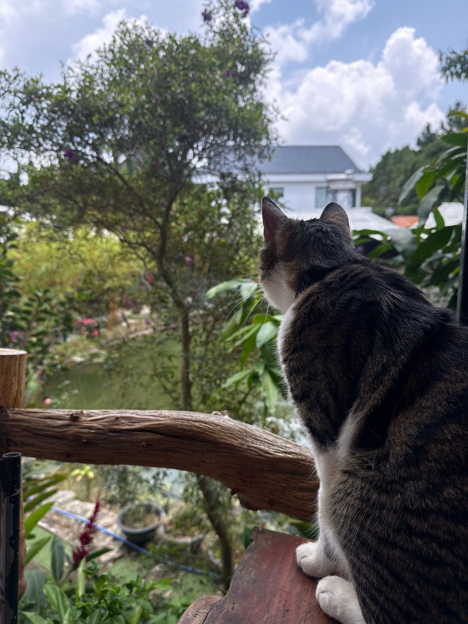 An outdoor shot shows a domestic cat, seen from behind, sitting on a wooden surface and looking out at a lush garden. The cat is predominantly brown and black with white markings on its chest and paws. The garden features a pond with green water, various trees, and flowering plants. In the background, a white house with a gray roof is visible. The sky is partly cloudy. The scene appears to be a peaceful domestic setting, possibly a backyard or balcony, in Hiệp Thạnh, Vietnam.