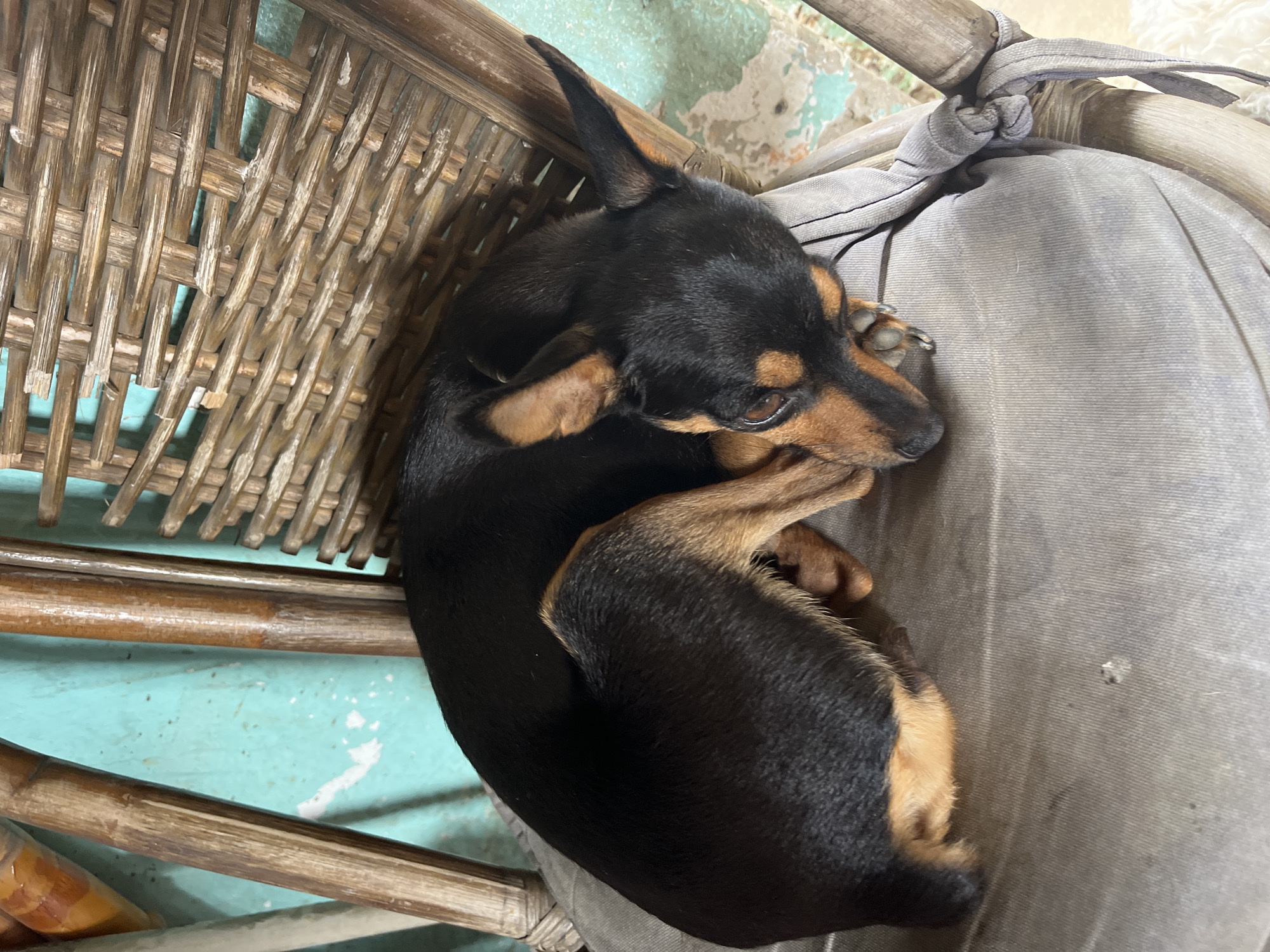 A small dog, with sleek black fur and distinctive tan markings on its muzzle, ears, paws, and chest, is captured in a high-angle shot. The dog is curled tightly into a ball, resting or sleeping peacefully, on a light gray, possibly fabric, cushion. Its eyes are partially closed, conveying a sense of calm and comfort.
The cushion is situated on a rustic chair, constructed from woven wooden slats, appearing to be made of bamboo or wicker. The chair's frame is also made of similar wooden material, showing signs of wear. A gray fabric tie is visible, securing the cushion to the chair's backrest.
In the background, an old wall is visible, painted in a faded, light blue-green color, with patches of paint peeling away to reveal an underlying lighter surface. The overall setting is indoors, suggesting a humble or aged environment. The lighting is soft and ambient, characteristic of an interior space during the day. There is no visible text in the image.