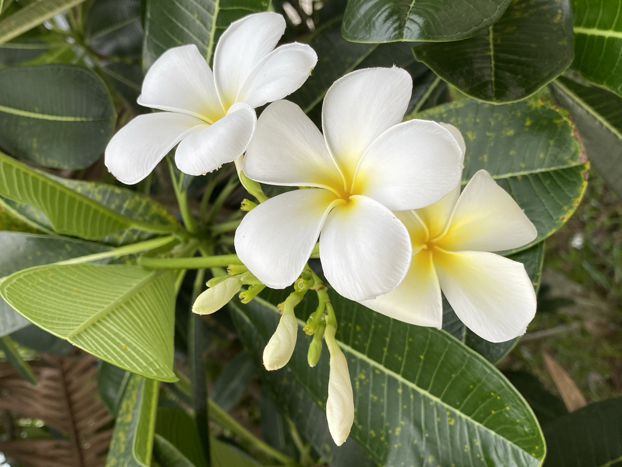 A close-up, vertical shot focuses on several white plumeria flowers and their buds, surrounded by lush green leaves. The flowers exhibit a creamy white hue with delicate yellow centers. Three fully bloomed plumeria flowers are visible, with their petals slightly curved and ruffled at the edges. Several tightly closed buds, elongated and pointed, emerge from green stems. The leaves are a vibrant green, some showing yellowing and speckled patterns. In the background, out-of-focus foliage suggests a natural, outdoor setting. The image is taken in Baan Mae Nam, Thailand, likely in a garden or natural area given the tropical flora.