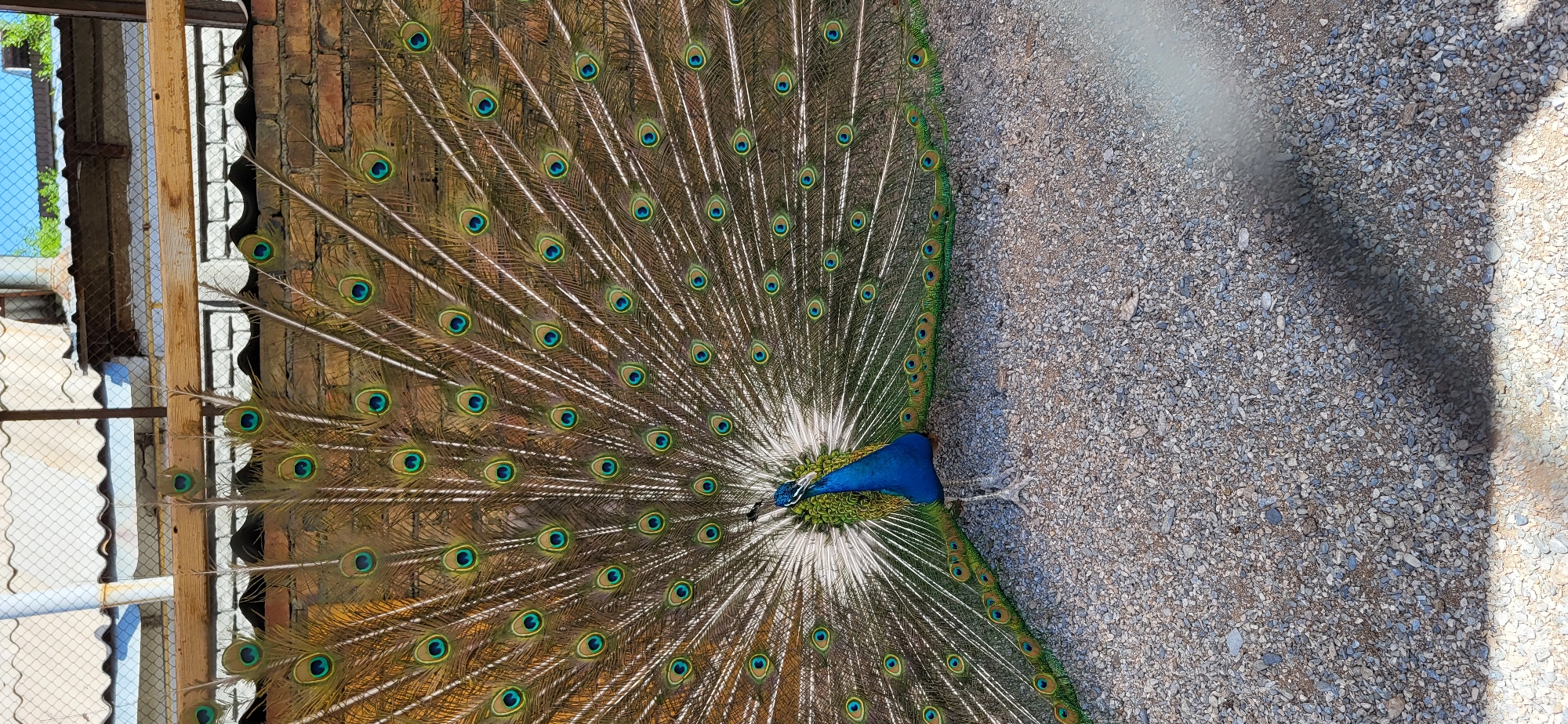A male peacock displays its tail feathers in full fanned-out glory. The elaborate train, a tapestry of iridescent eyespots in shades of blue, green, and gold, extends in a broad arc against a brick wall backdrop. The peacock's body is a striking contrast of deep blue and emerald green plumage, with its long, slender legs visible beneath the display. The ground is covered in small, grey gravel. In the background, a white metal fence and corrugated roofing suggest an outdoor enclosure or aviary. The overall scene captures a moment of avian courtship or display, set within a rustic environment that could be found in a zoological park or a private collection in Taldykorgan, Kazakhstan.